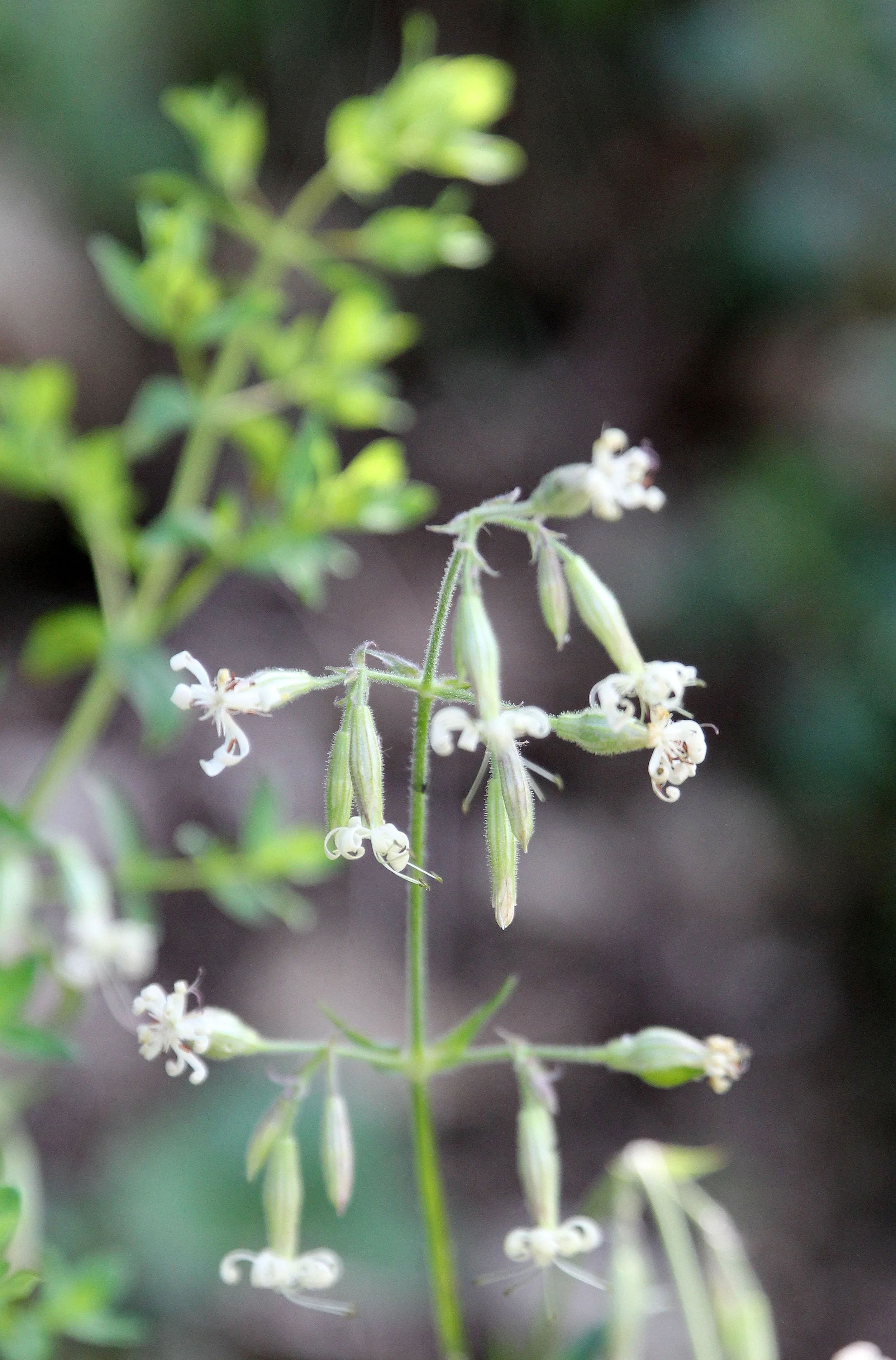 VERCORS NATIONAL PARK FRANCE (32).JPG