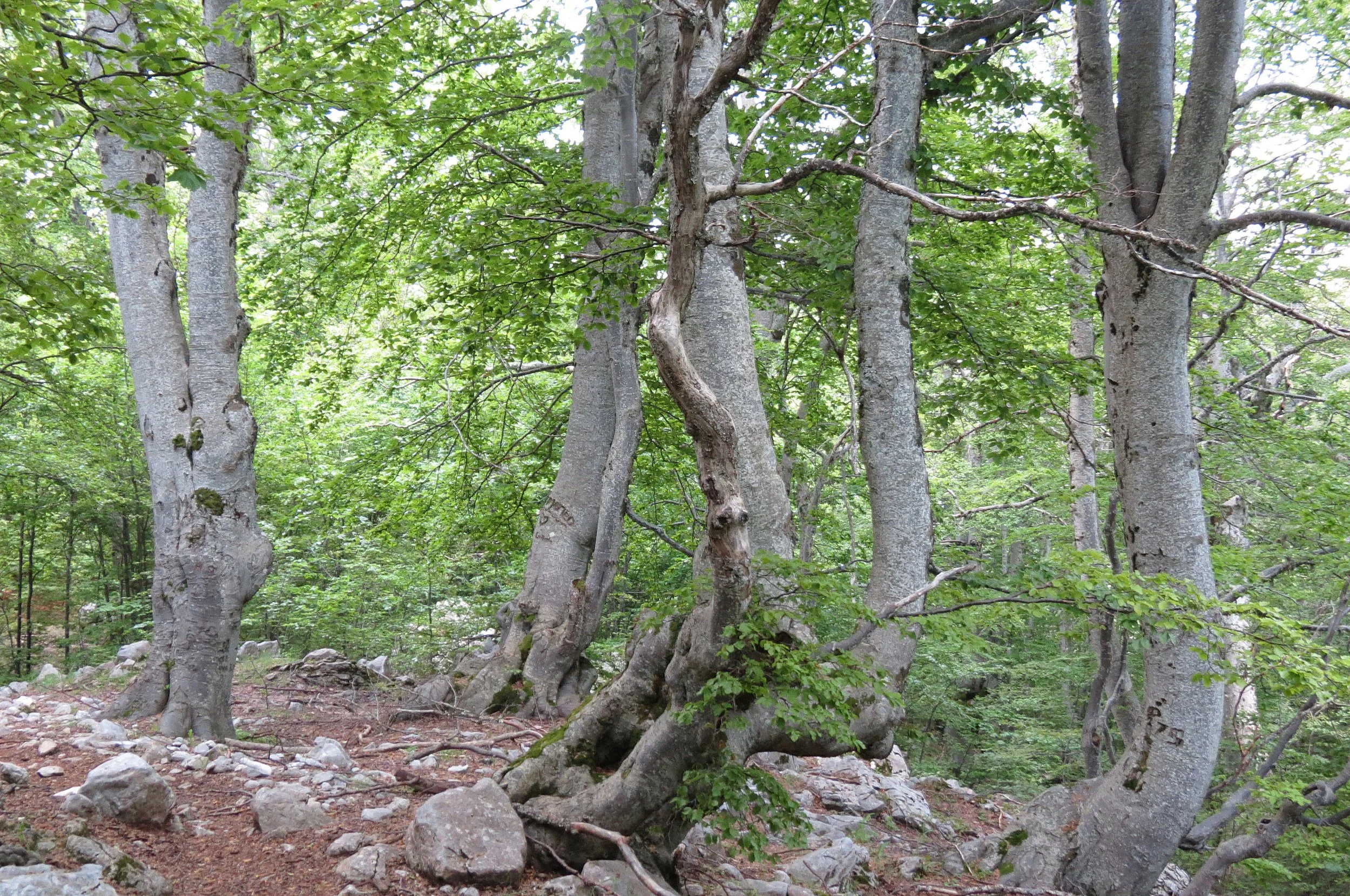 ABRUZZO NATIONAL PARK ITALY (35).JPG