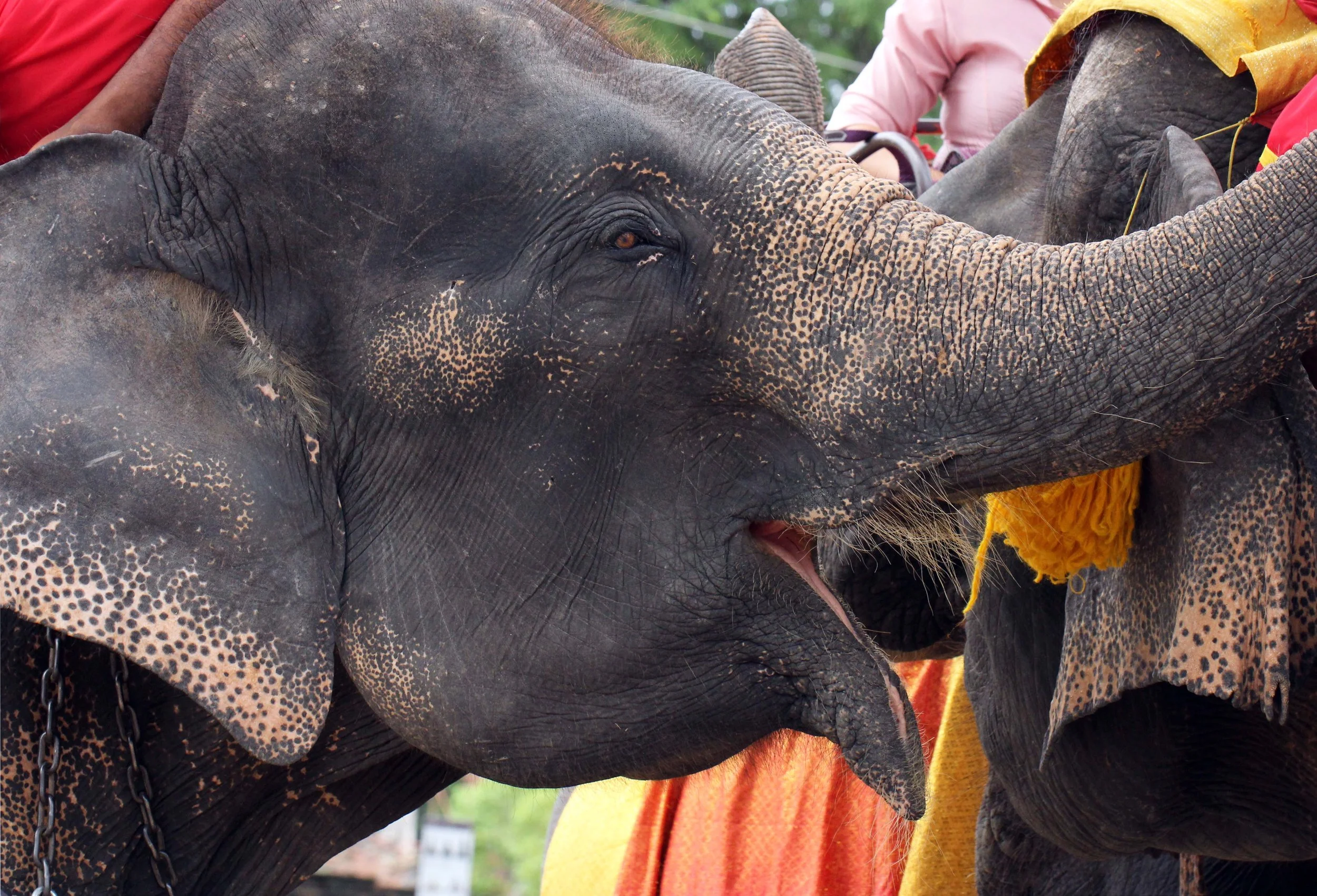 2013 Ayutthaya ISB Passion Day (20).JPG