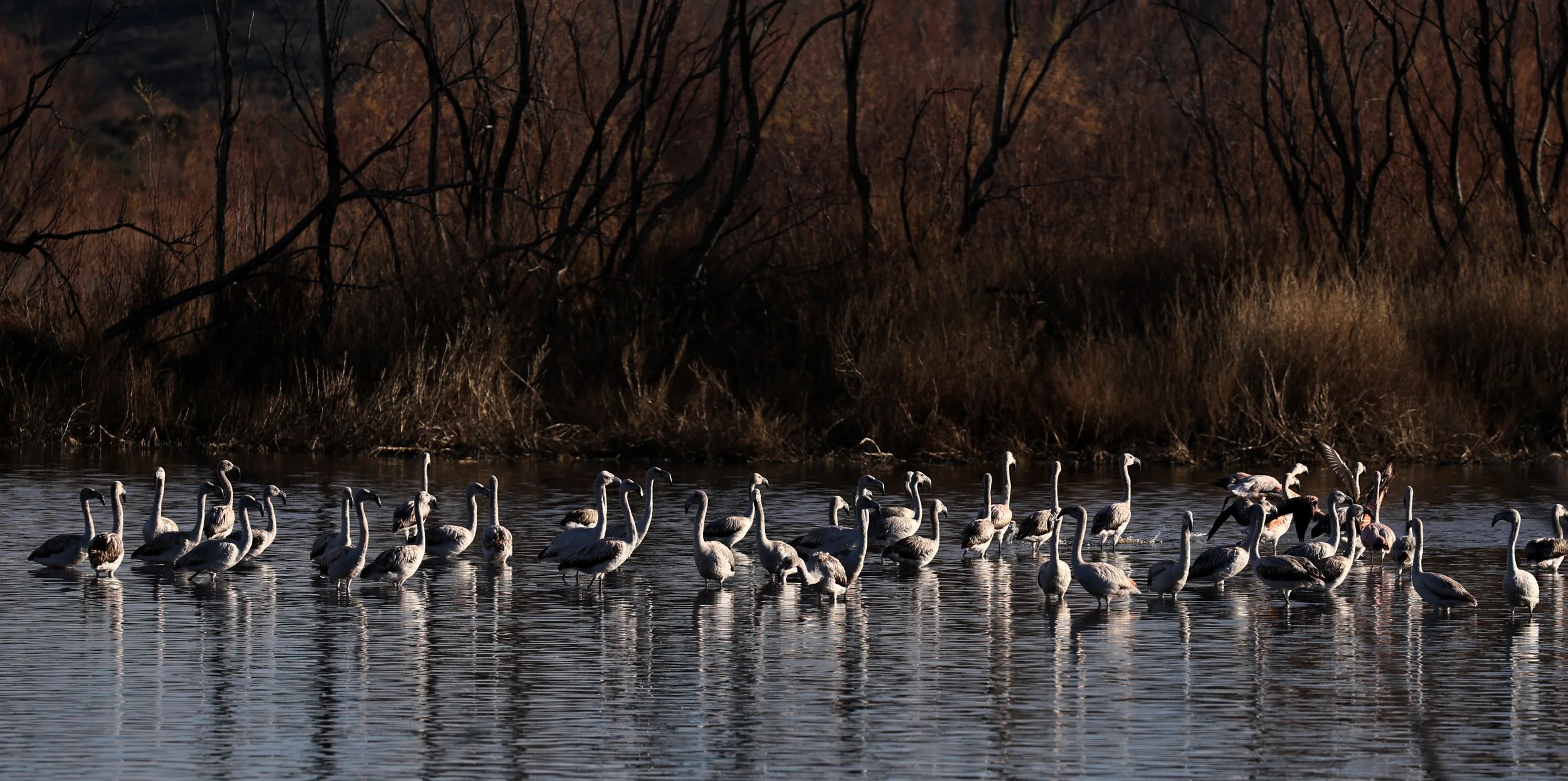 Chilean Flamingo (Phoenicopterus chilensis) Lagunas del Ornitólogo, Trelew Argentina (42).jpg