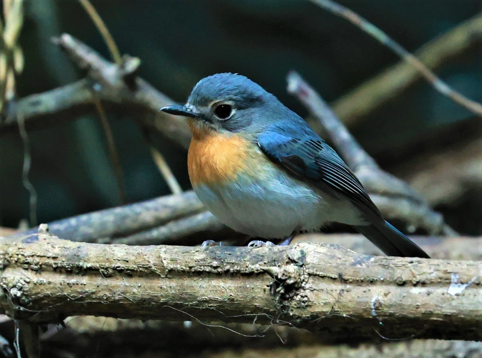 FLYCATCHER - CHINESE BLUE FLYCATCHER - Cyornis glaucicomans - KAENG KRACHAN NATIONAL PARK VICINITY, JAN 16-20, 2023 (5).jpg