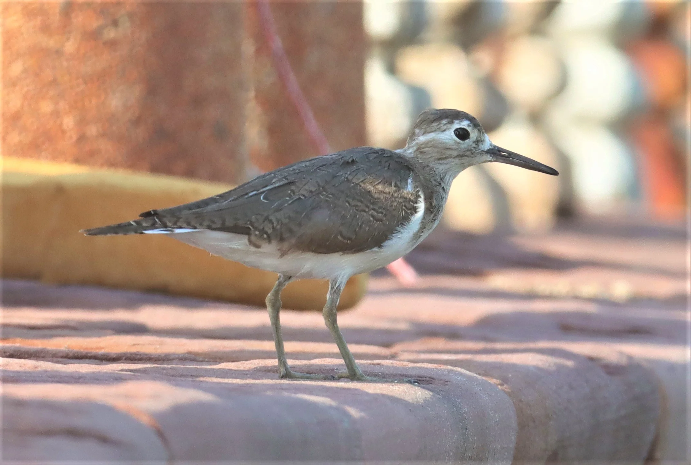 SANDPIPER - COMMON SANDPIPER - Actitus hypoleucos - LAEM PAK BIA PETBURI (4).jpg