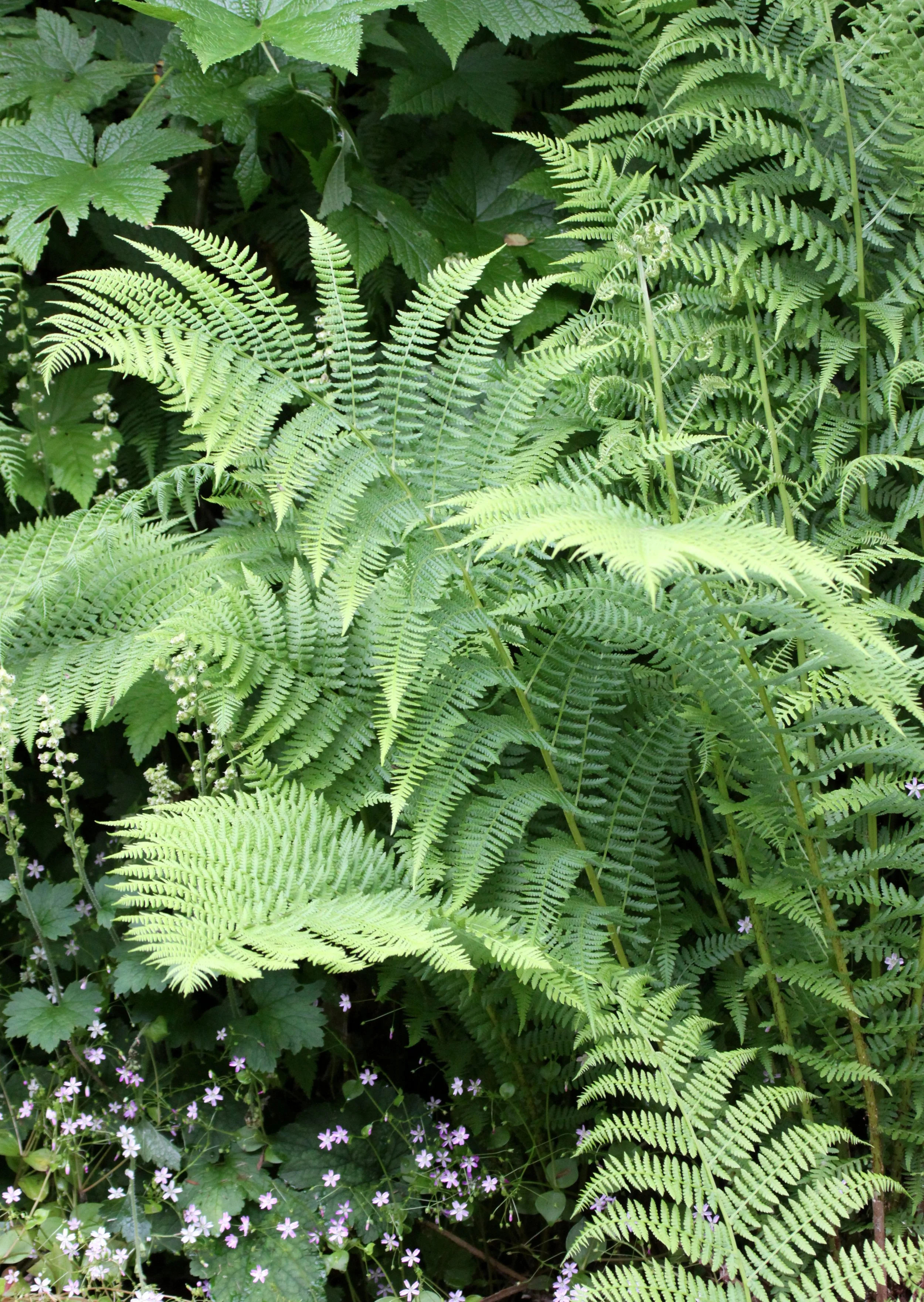 PTERIDOPHYTA - LADY FERN - THOMPSON SOUND BC.JPG