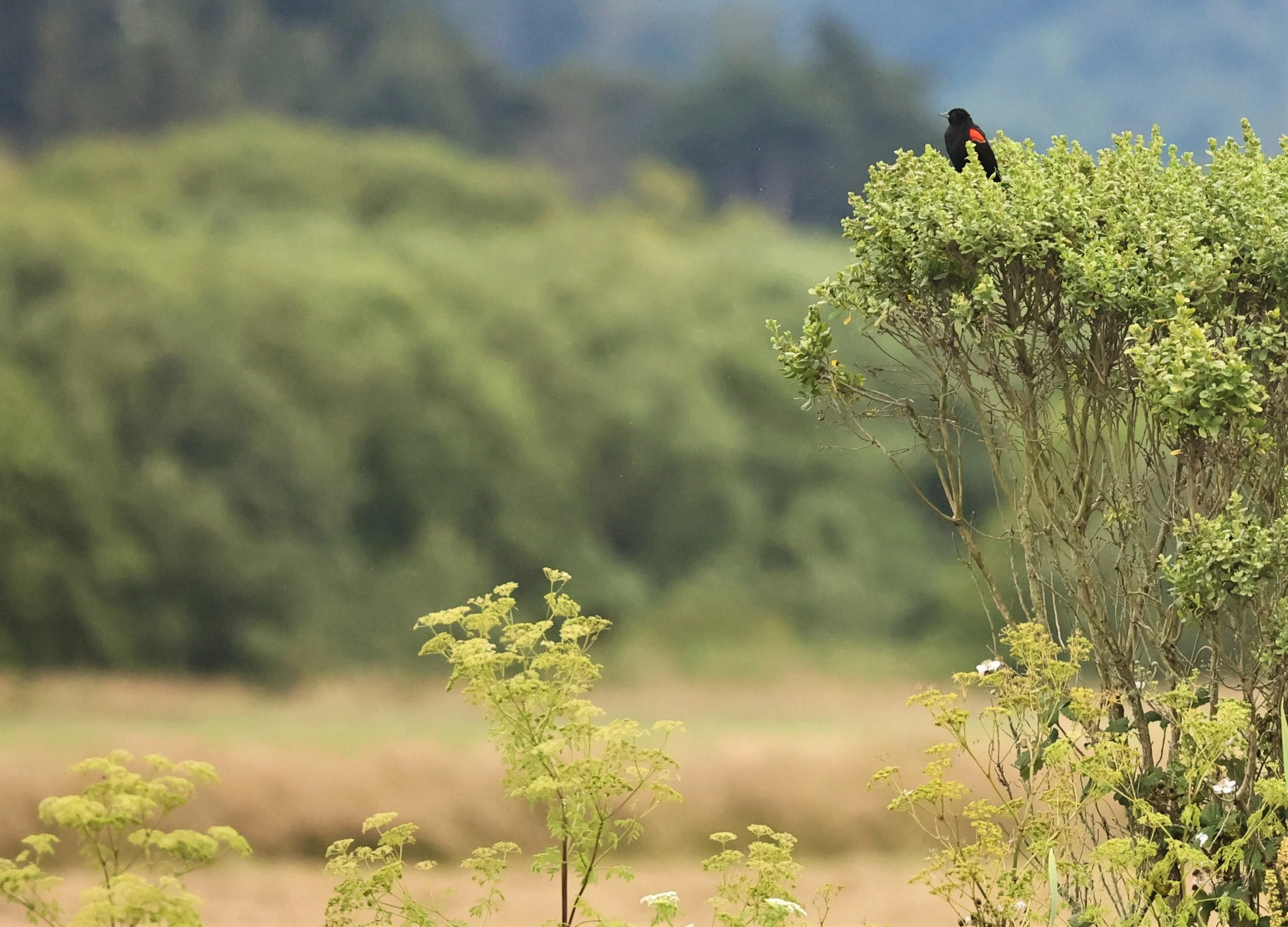 Red-winged Blackbird (Agelaius phoeniceus) Humboldt NWR Eureka California (2).jpg