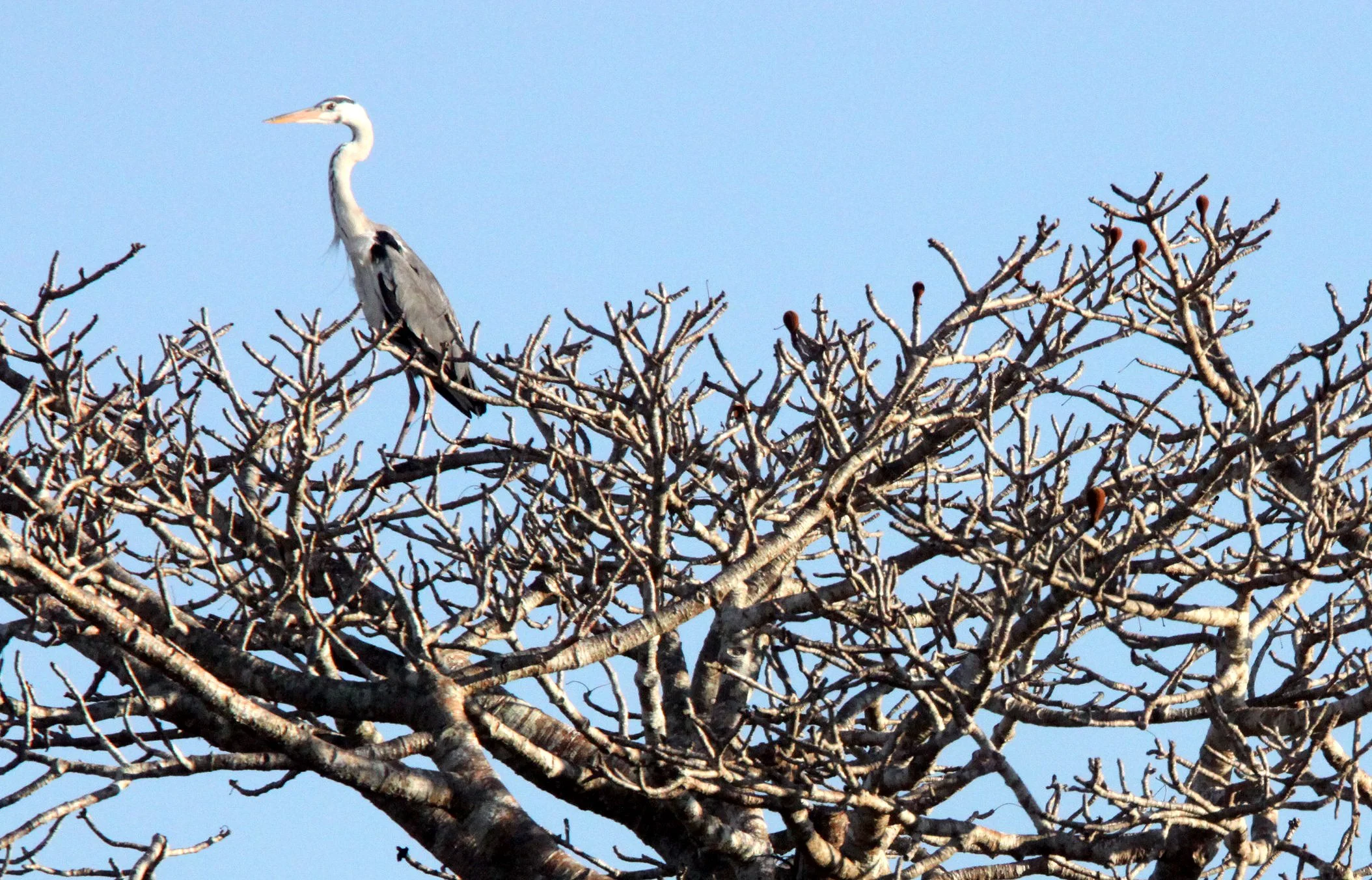 HERON - GREY HERON - Ardea cinerea - KIRINDY NATIONAL PARK - MADAGASCAR (5).JPG