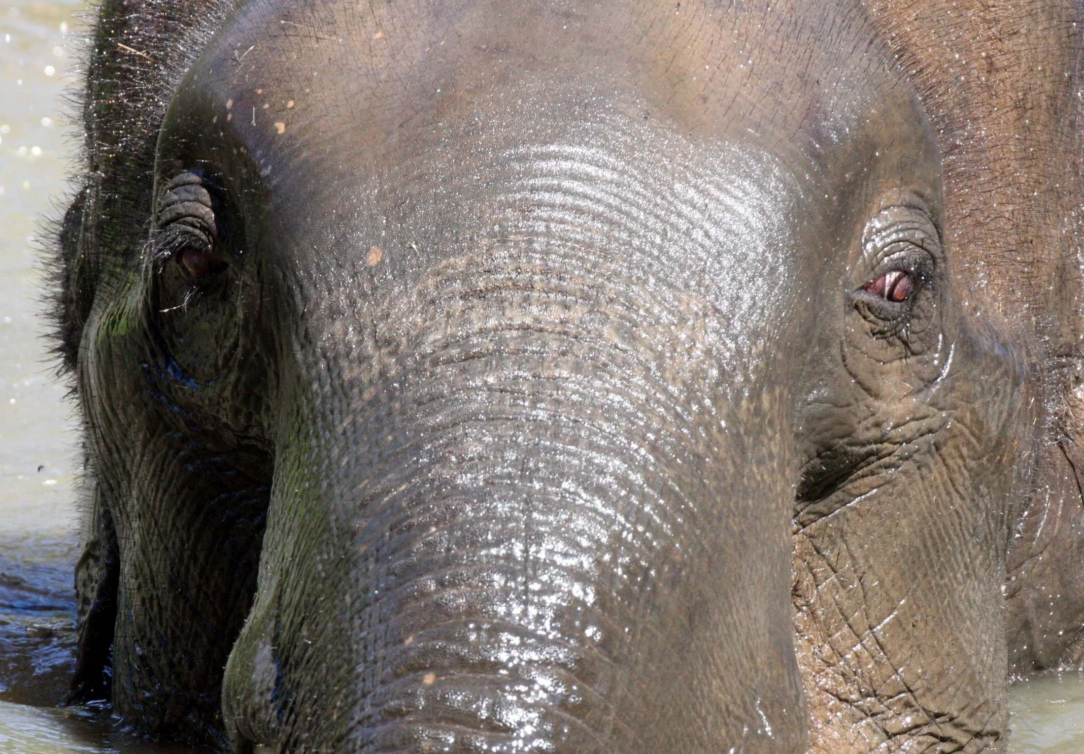 2008 Lampang City & Elephant Center (89).JPG