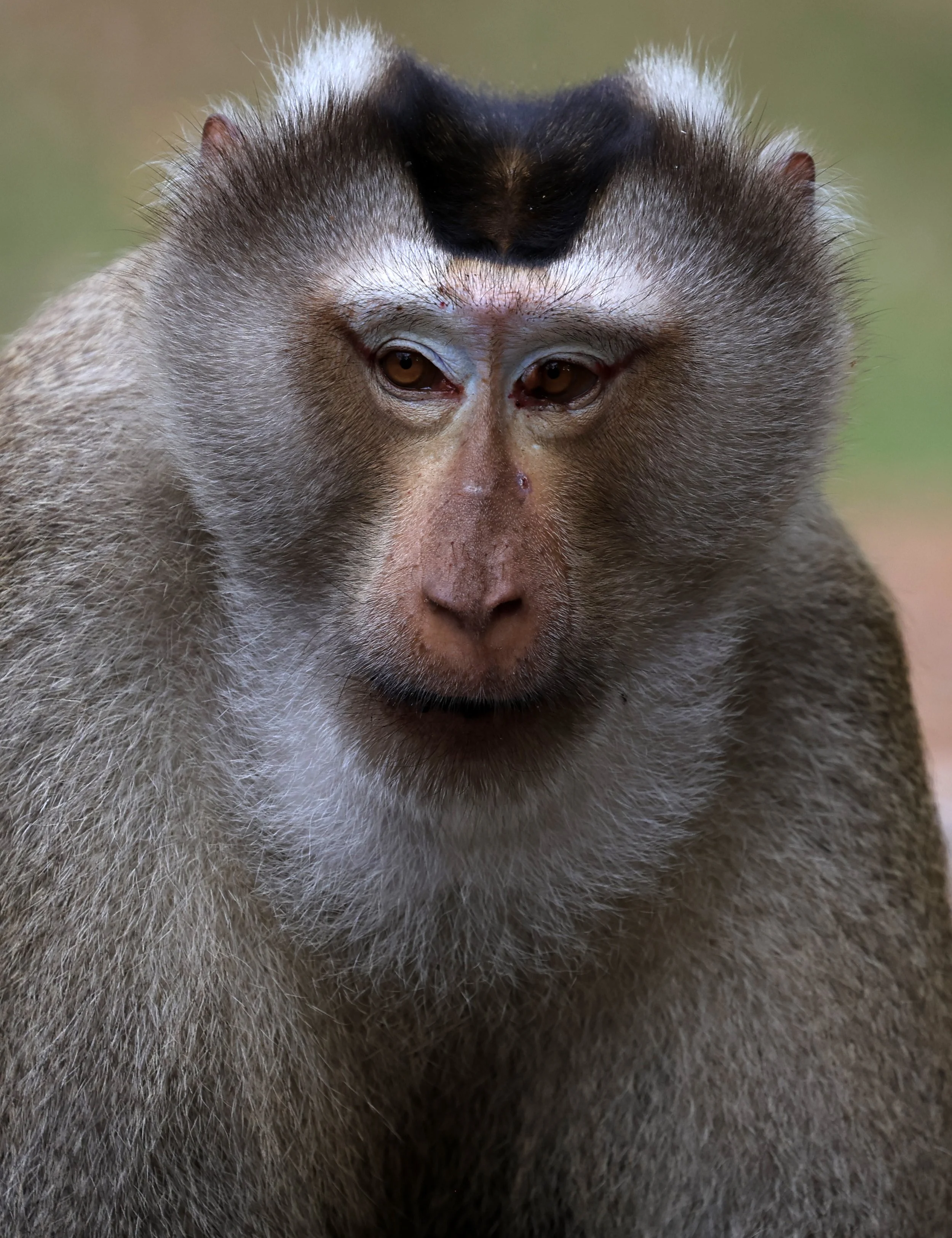 Northern Pig-tailed Macaque (Macaca leonina) Khao Yai National Park Feb 2026 Day 3 (34).jpg