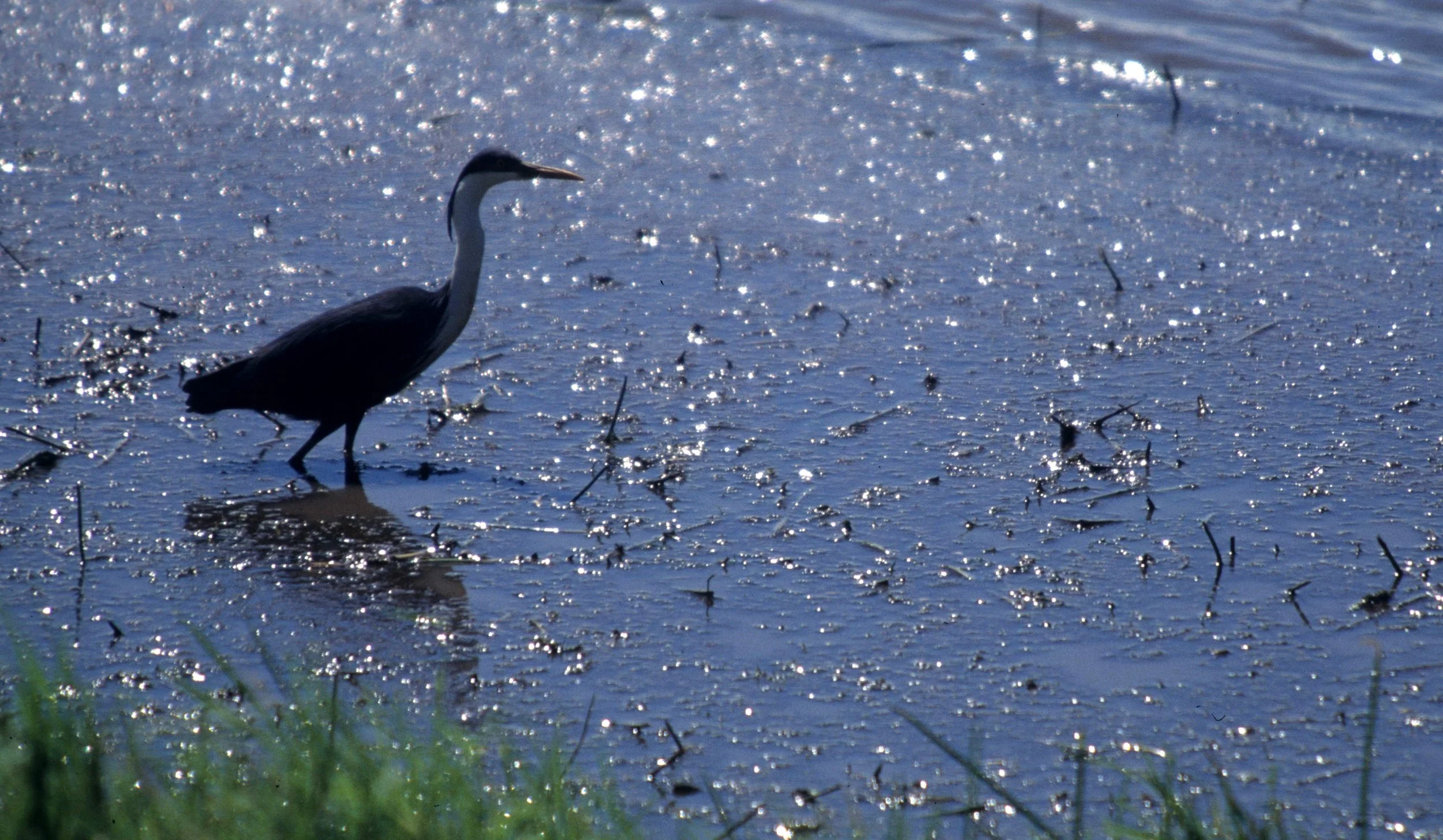 BIRD - HERON - PIED HERON - KAKADU NP.jpg