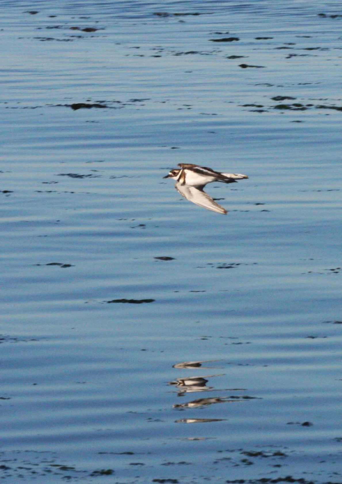 BIRD - KILLDEER - SEQUIM BAY WA (14).JPG