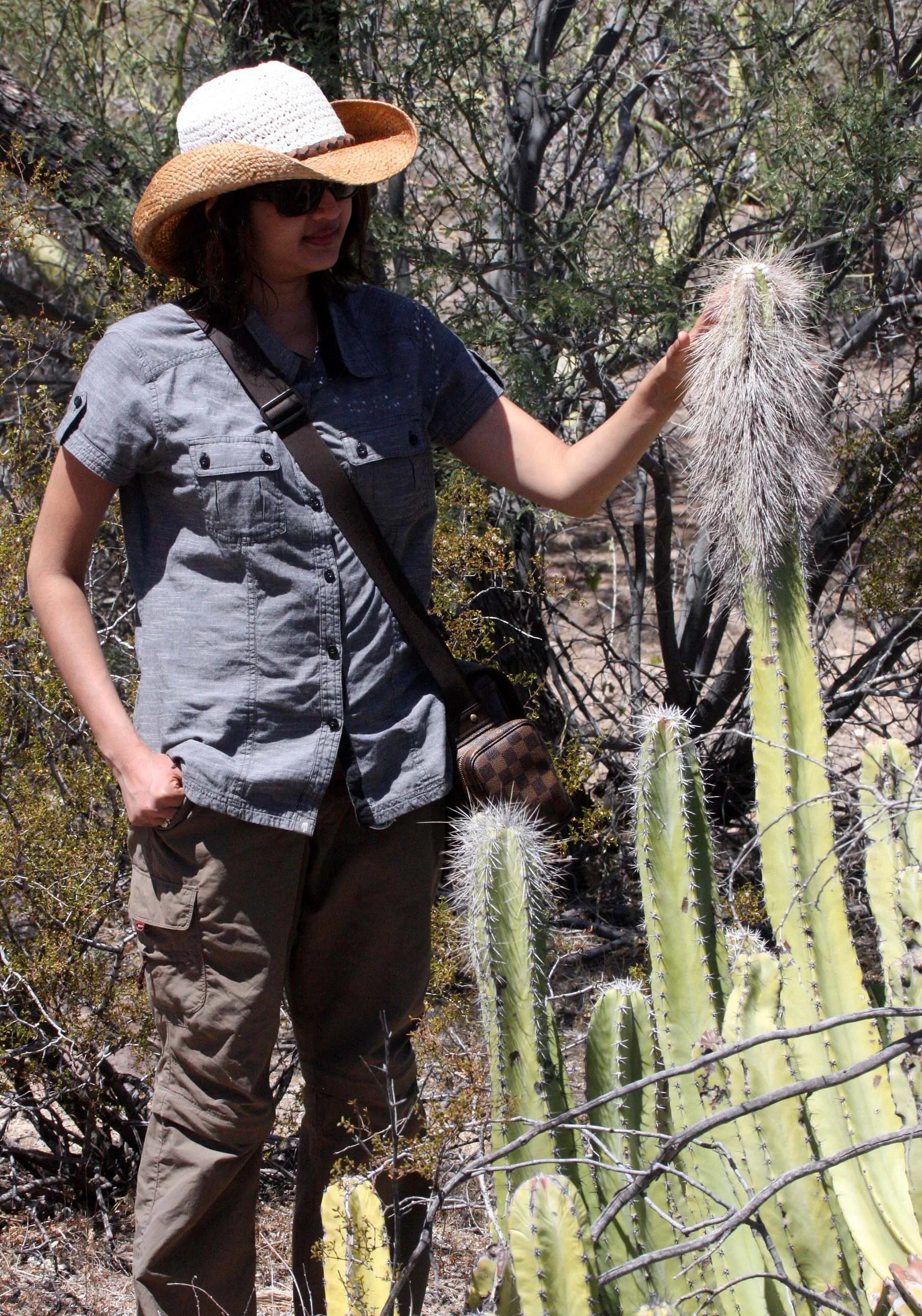 CACTACEAE - LOPHOCEREUS SCHOTTI - OLD MAN CACTUS - CATAVINA DESERT BAJA MEXICO (3).JPG