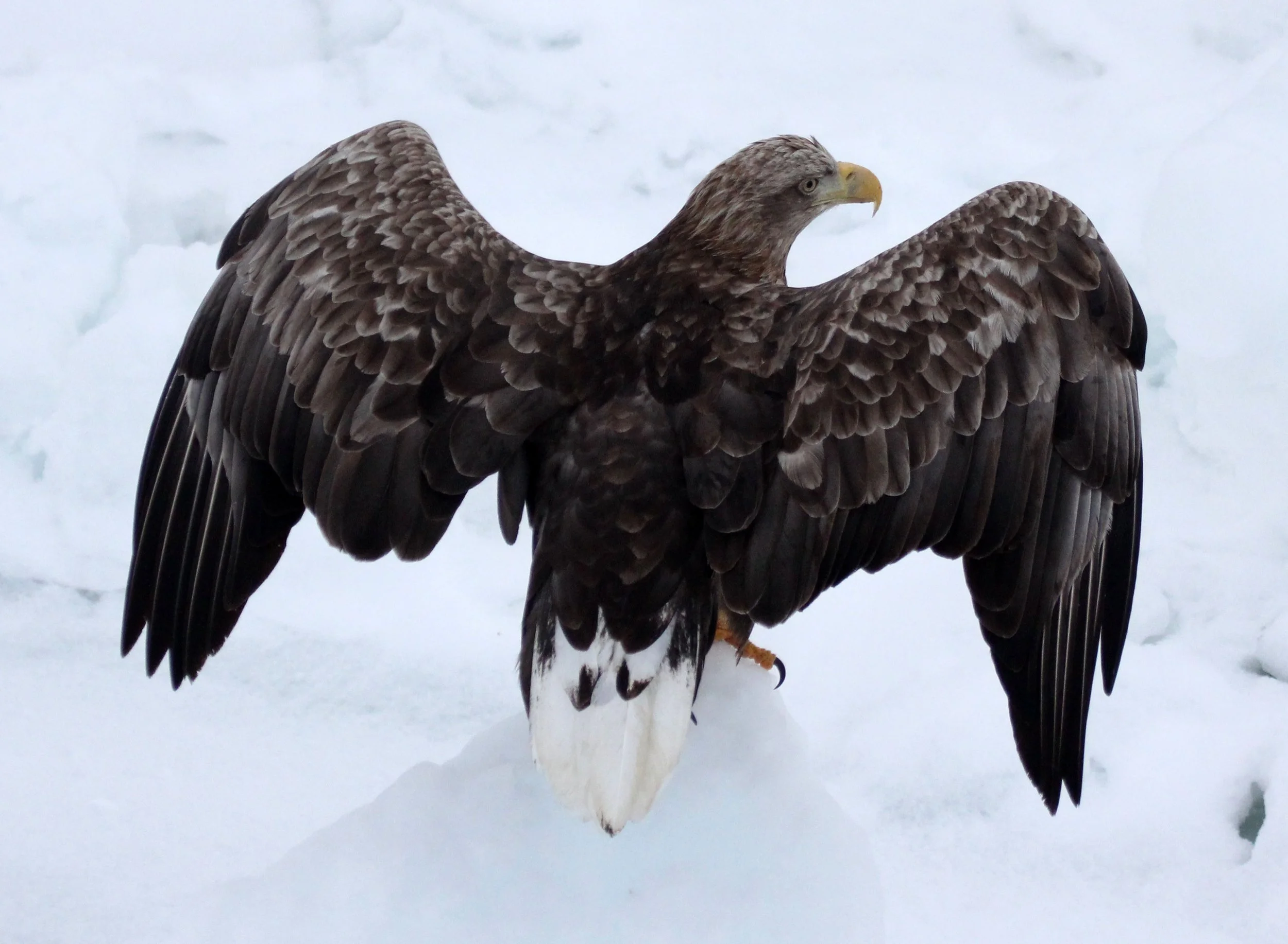 BIRD - EAGLE - WHITE-TAILED EAGLE - RAUSU - SHIRETOKO PENINSULA & NATIONAL PARK - HOKKAIDO JAPAN (48).JPG