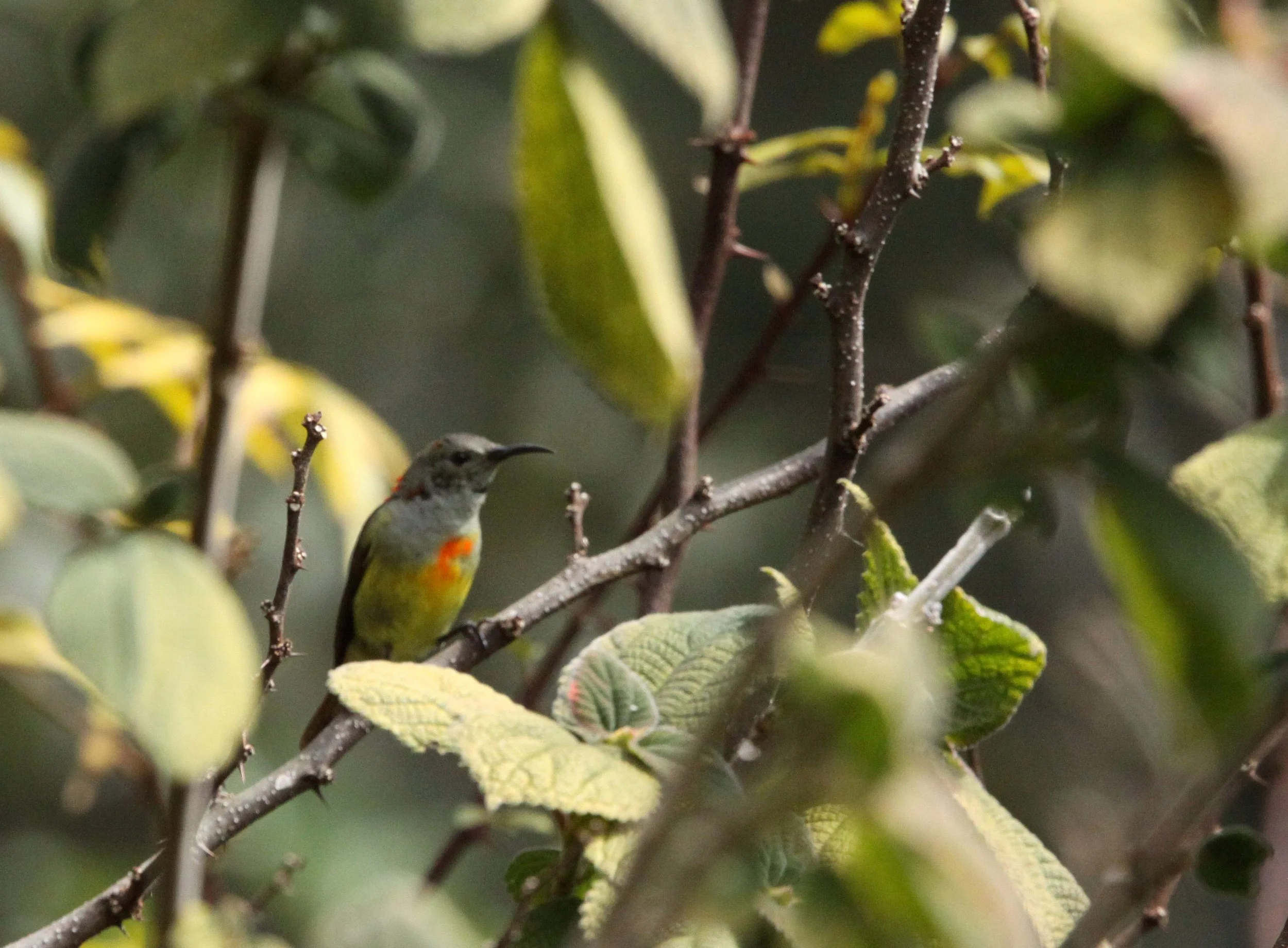 BIRD - SUNBIRD - FIRE-TAILED SUNBIRD - WULIANGSHAN NATURE RESERVE YUNNAN CHINA (3).JPG