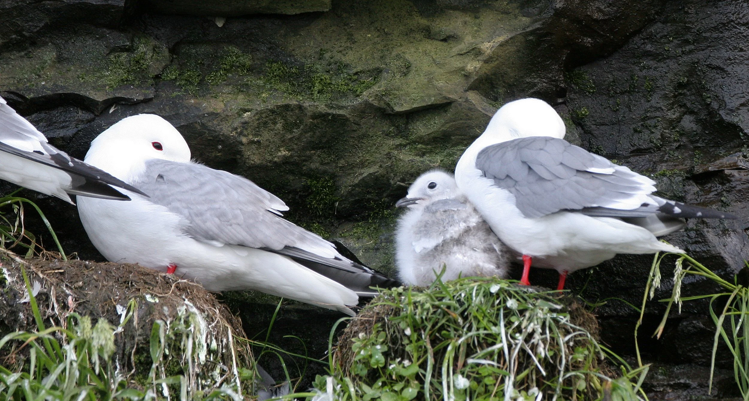 BIRD - KITTIWAKE - RED-LEGGED - COMMANDERS (4).jpg