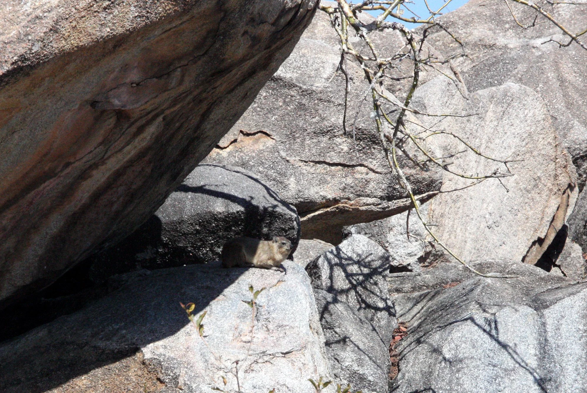 Heterohyrax brucei - YELLOW-SPOTTED RUSH HYRAX - EASTERN BOTSWANA (8).JPG