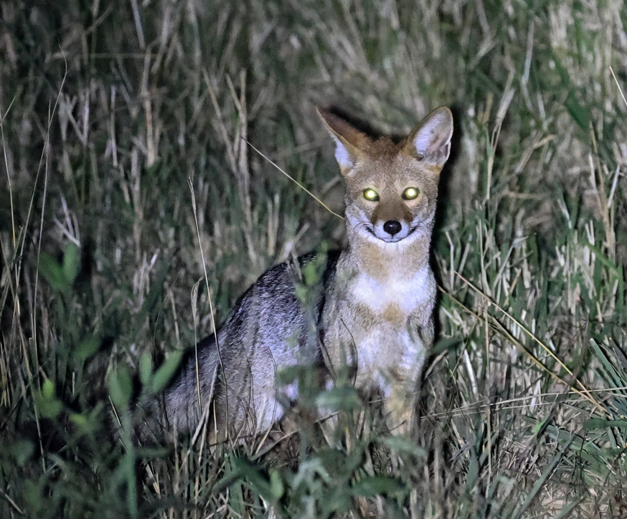 Pampas fox (Lycalopex gymnocercus) Hotel Campestre Iparoma Paraguay  (9).jpg