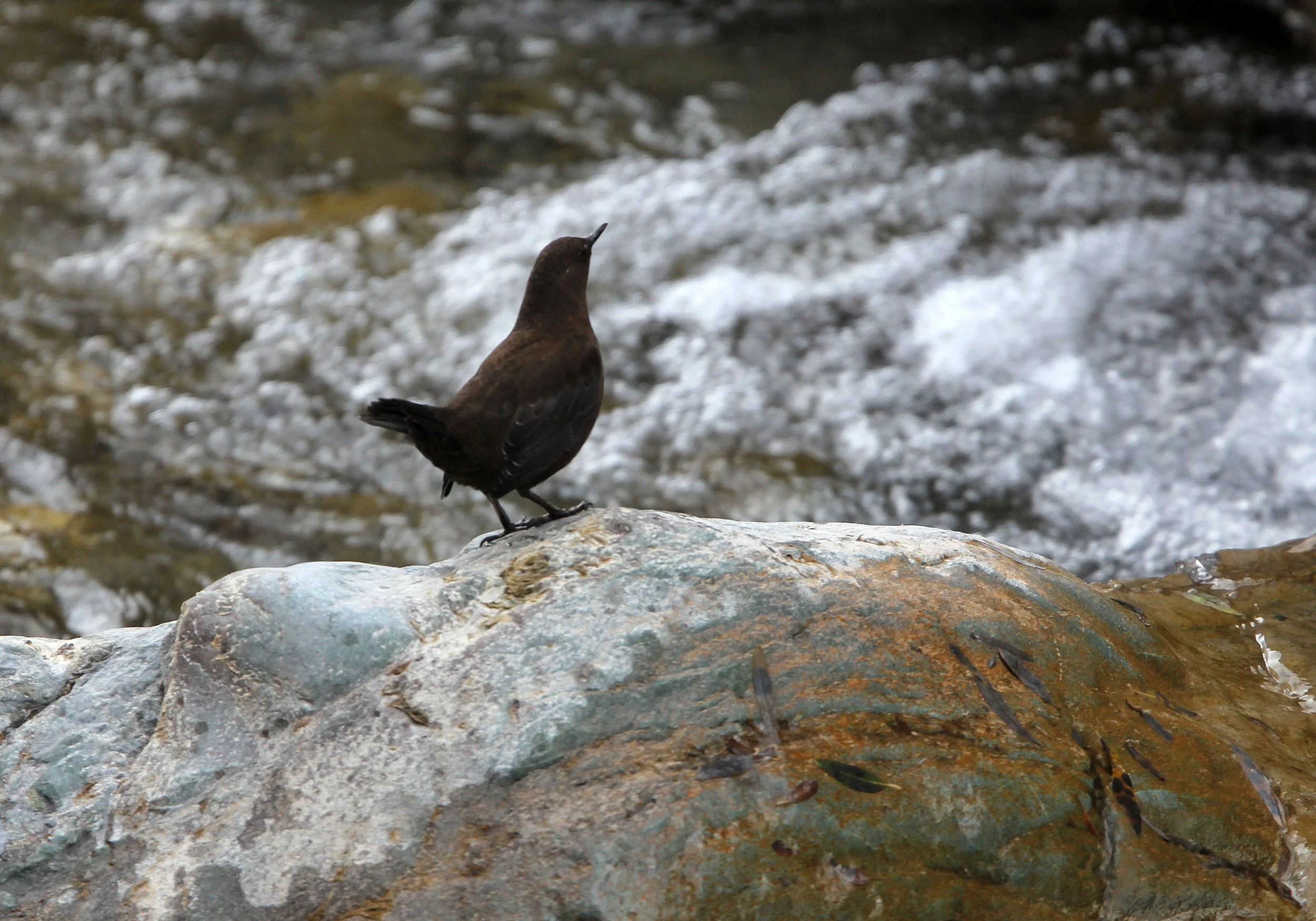Brown dipper (Cinclus pallasii) Hemis NP Ladakh India, Jammu & Kashmir (9).JPG