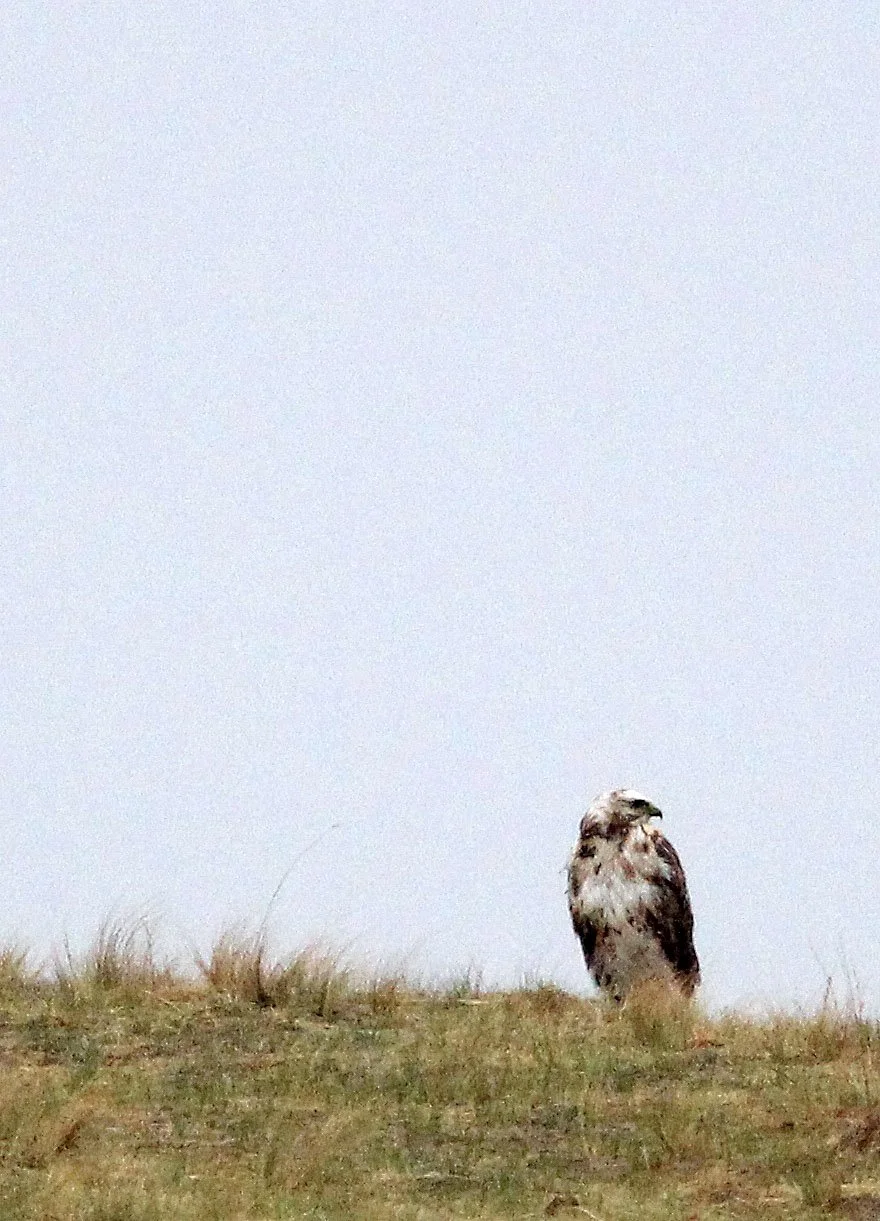 Pandion haliaetus - BUZZARD OR OSPREY - QINGHAI LAKE CHINA.JPG