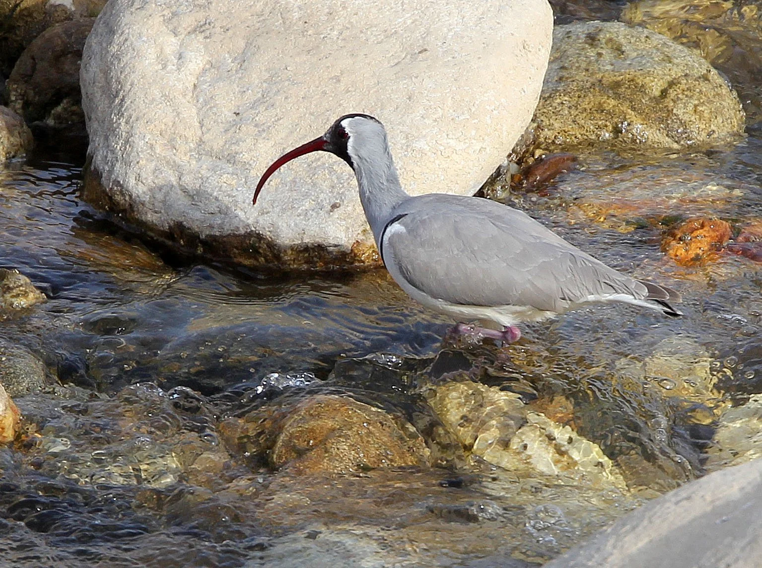 BIRD - IBISBILL - FOPING CITY, SHAANXI CHINA (38).JPG