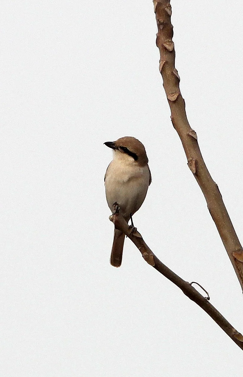 Red-tailed Shrike (Lanius phoenicuroides) Turpan Xinjiang China (3).JPG