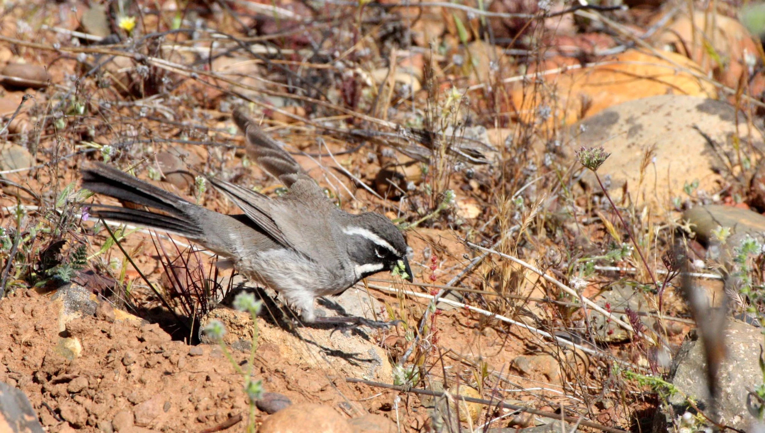 Black-throated Sparrow (Amphispiza bilineata) Catavina Desert Baja Mexico (8).JPG
