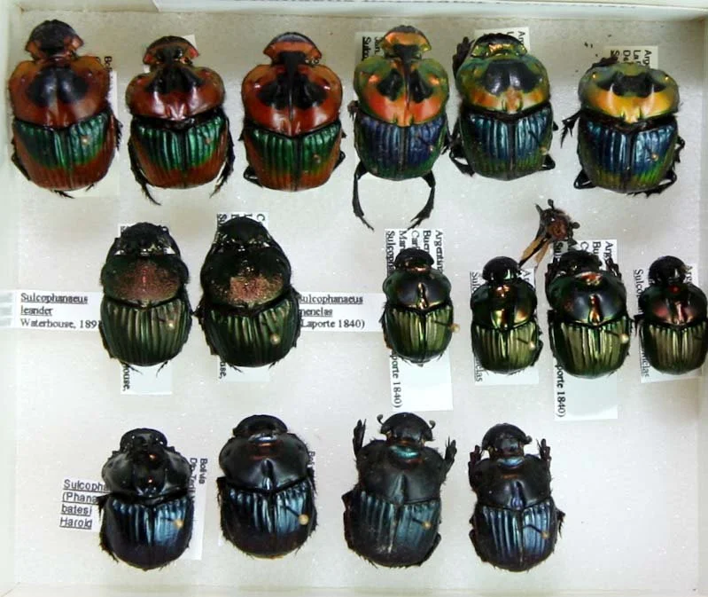 1 Scarabaeinae.JPG
