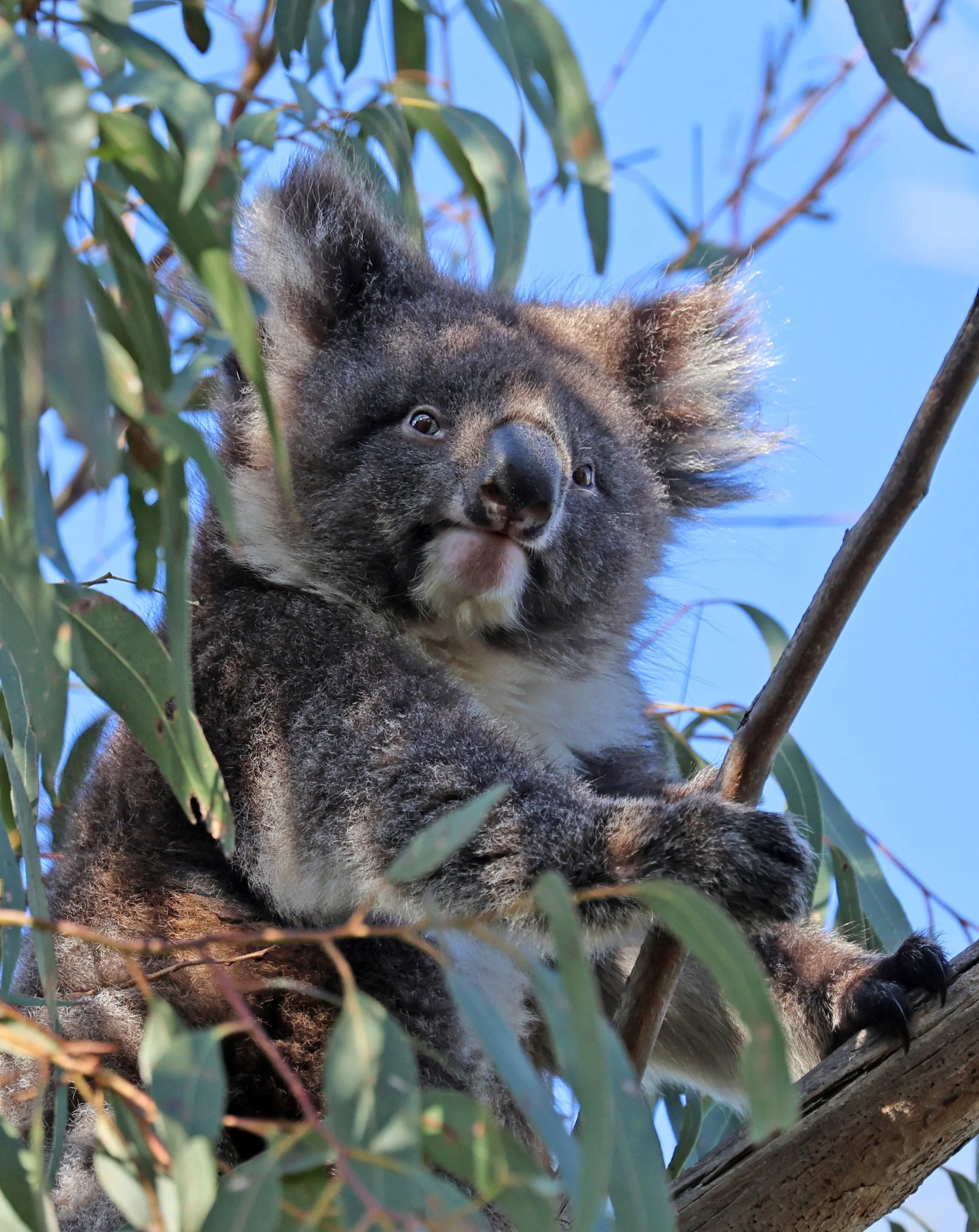 Victorian Koala (Phascolarctos cinereus victor) Hanson Bay Kangaroo Island - South Australia 