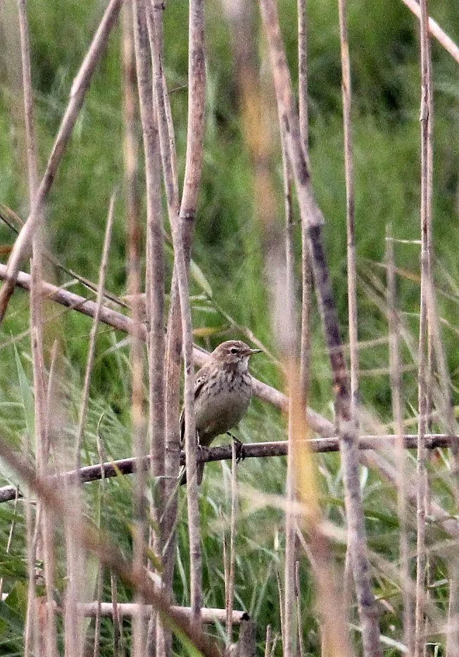 Buff-bellied Pipit (Anthus rubescens) POYANG LAKE JIANGXI PROVINCE CHINA (10).JPG
