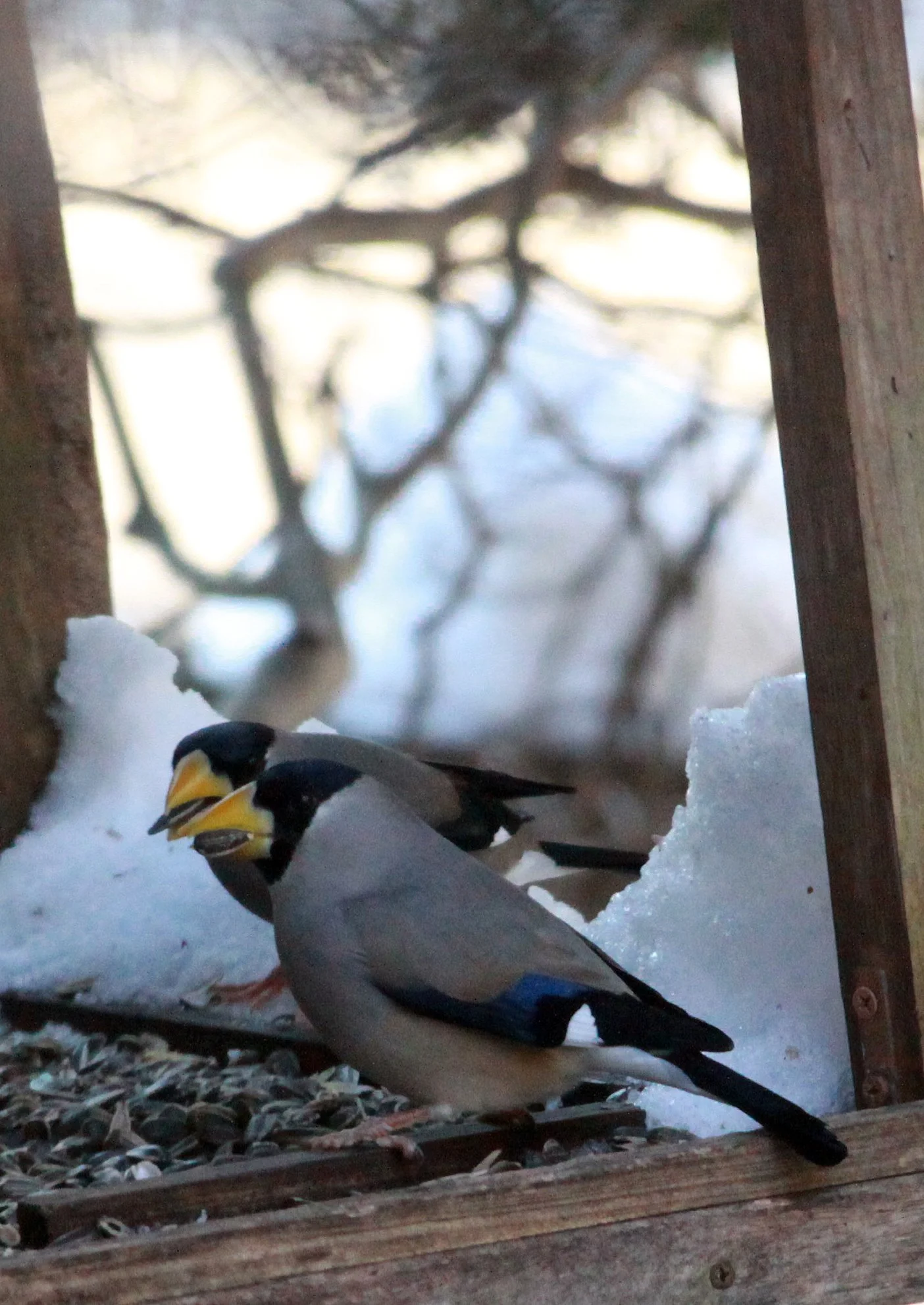 Japanese Grosbeak (Eophona personata) Shiobutsu Onsen, Karuizawa Japan (4).JPG