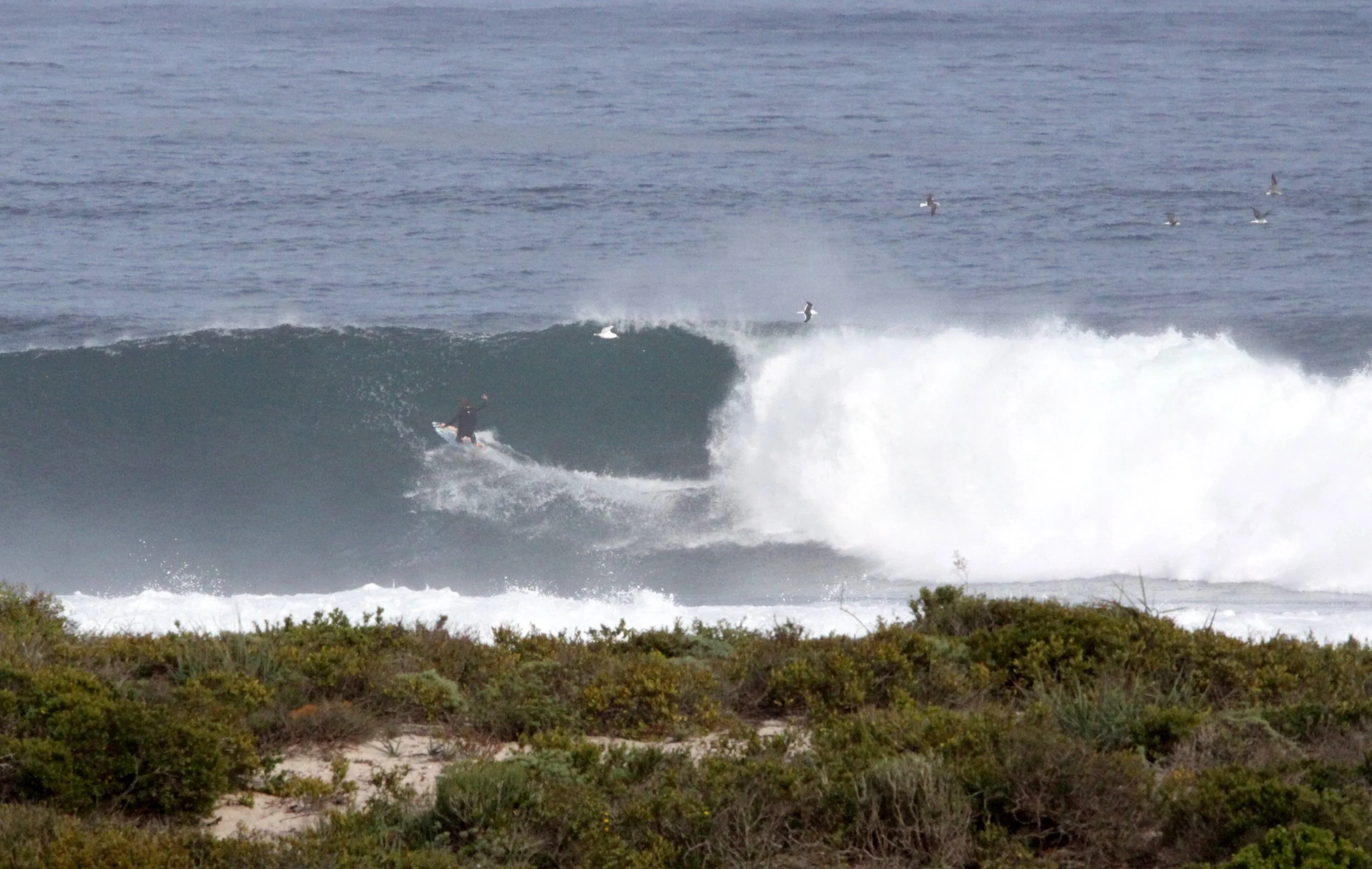 LAMBERT'S BAY SOUTH AFRICA - SURF'S UP! (10).JPG