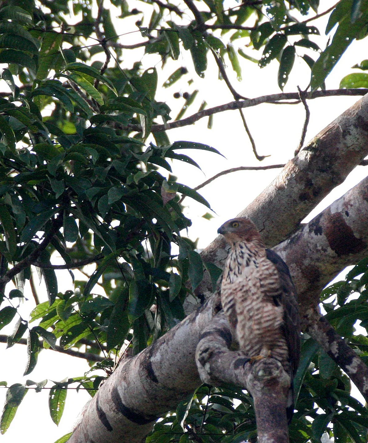 Nisaetus nanus - WALLACE'S HAWK-EAGLE - KINABATANGAN RIVER BORNEO (4).JPG