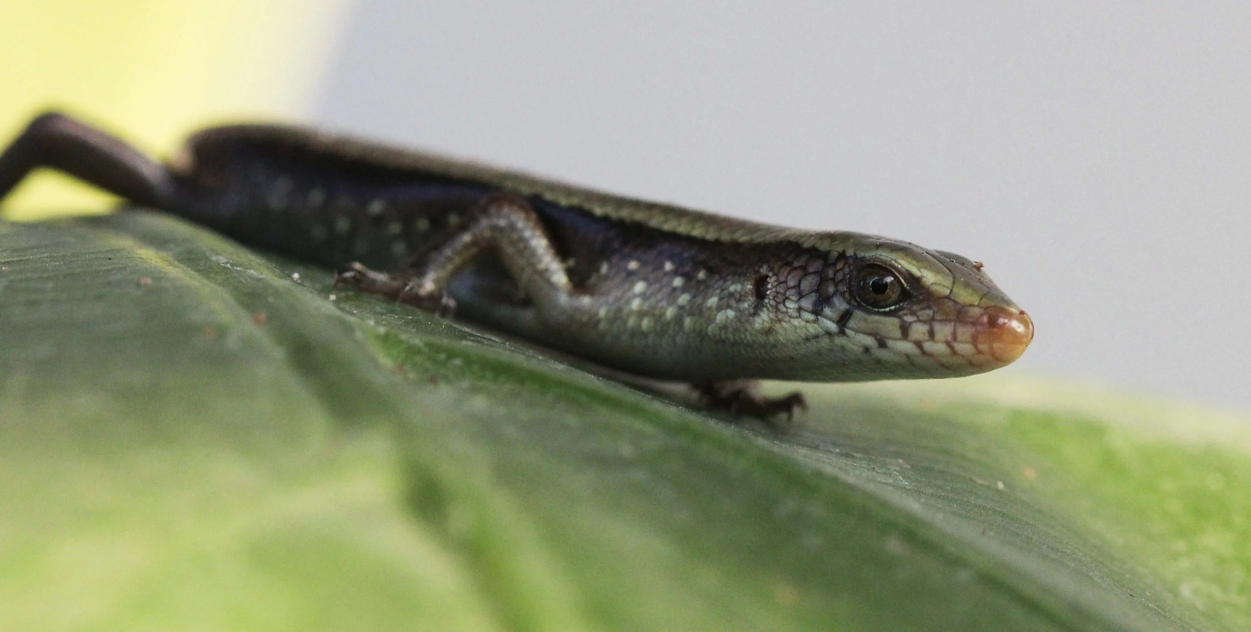 2013 Nonthaburi Setthasiri House and Nonthaburi Neighborhood (202).JPG