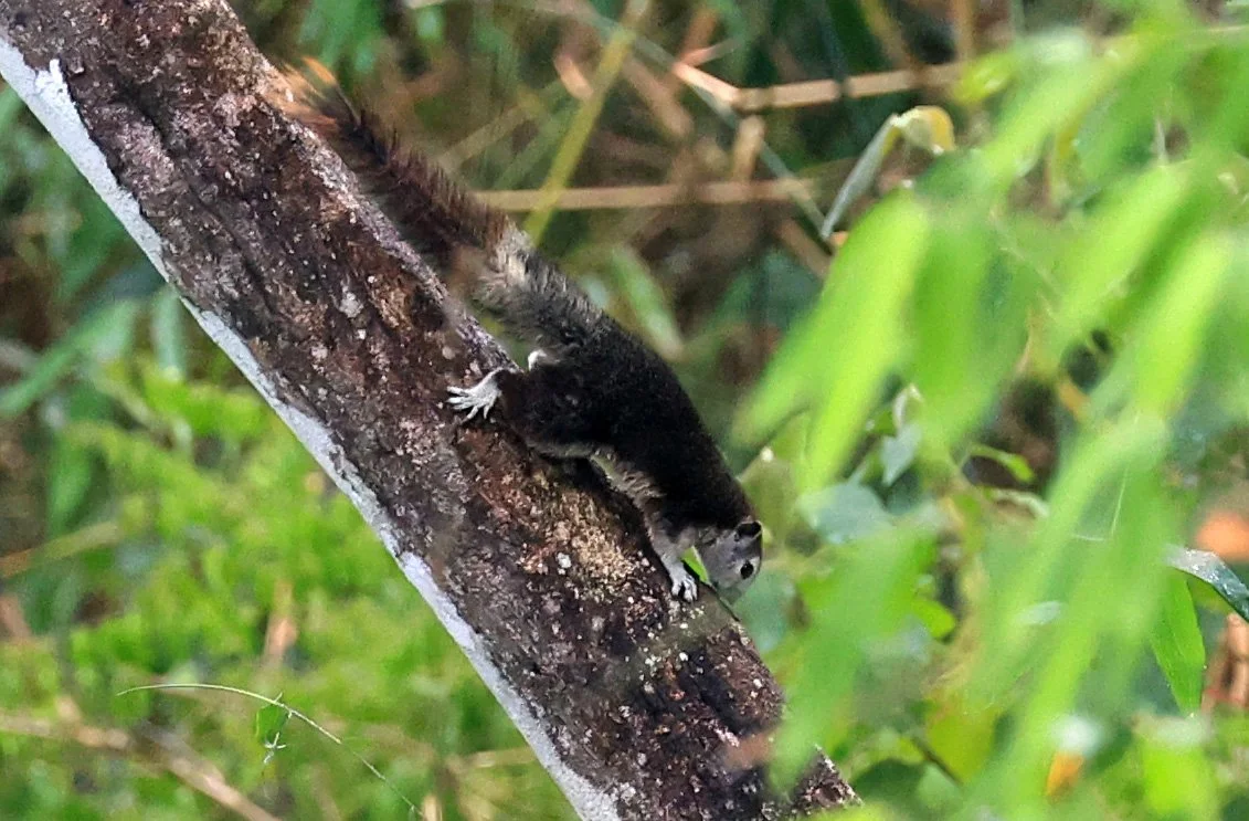 Finlayson's squirrel (Callosciurus finlaysonii bocourti) Khao Yai National Park day 2 (2).jpg