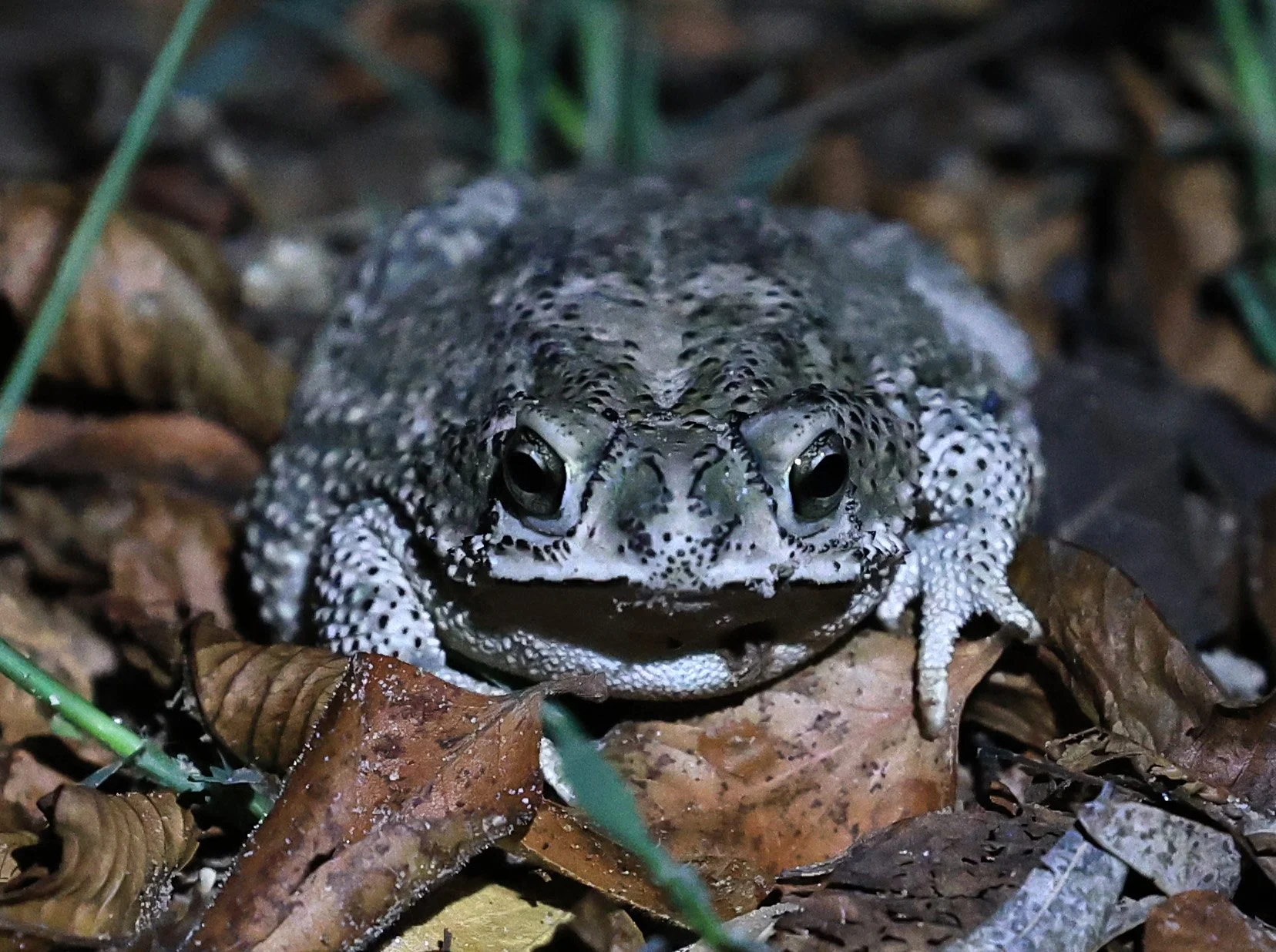Chaco Granulated Toad (Rhinella major) Aurora Chaquena Mennonite Nature Reserve (36).jpg