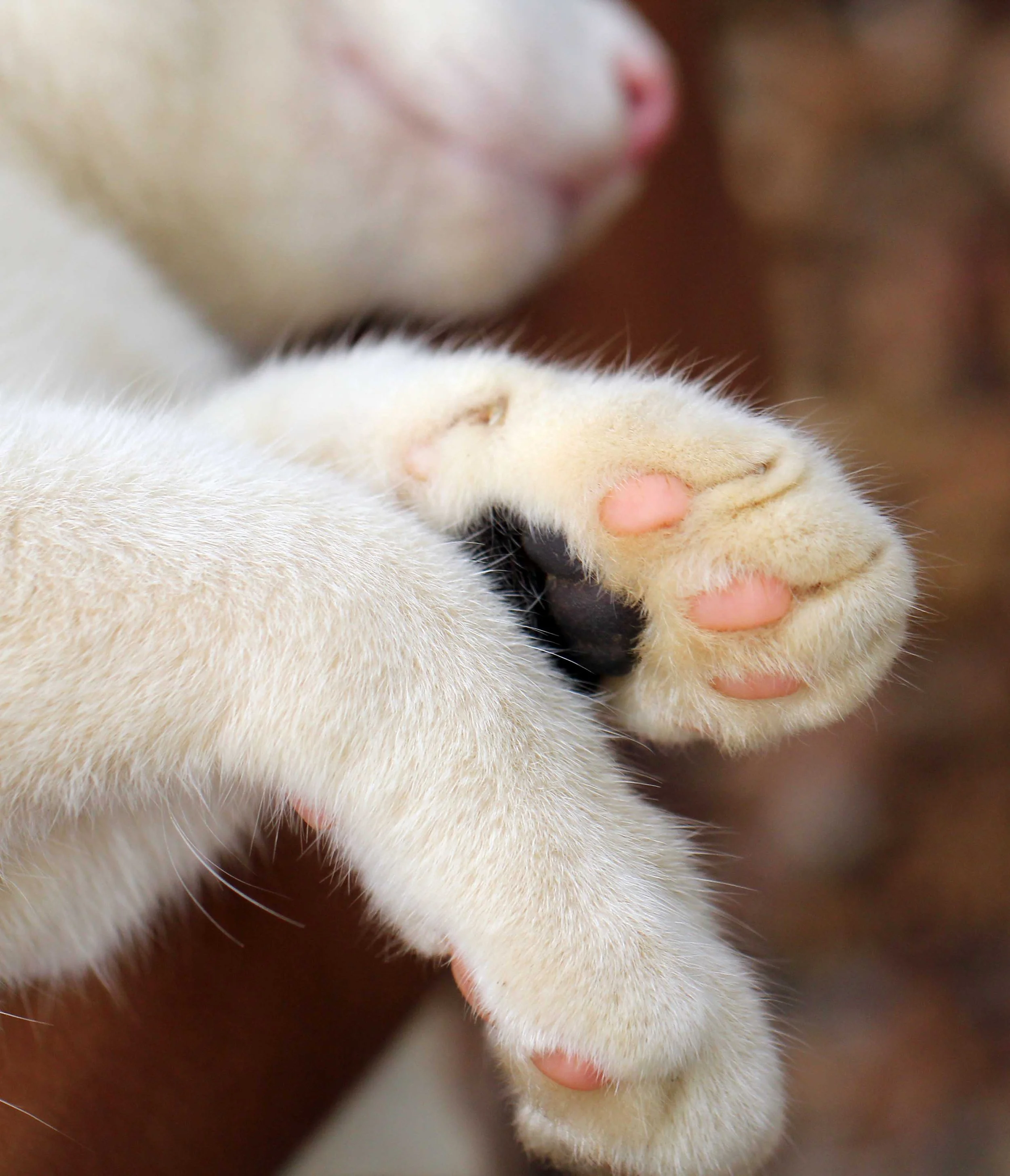 2015 Koh Lanta Songkran with friends from ISB (397).JPG