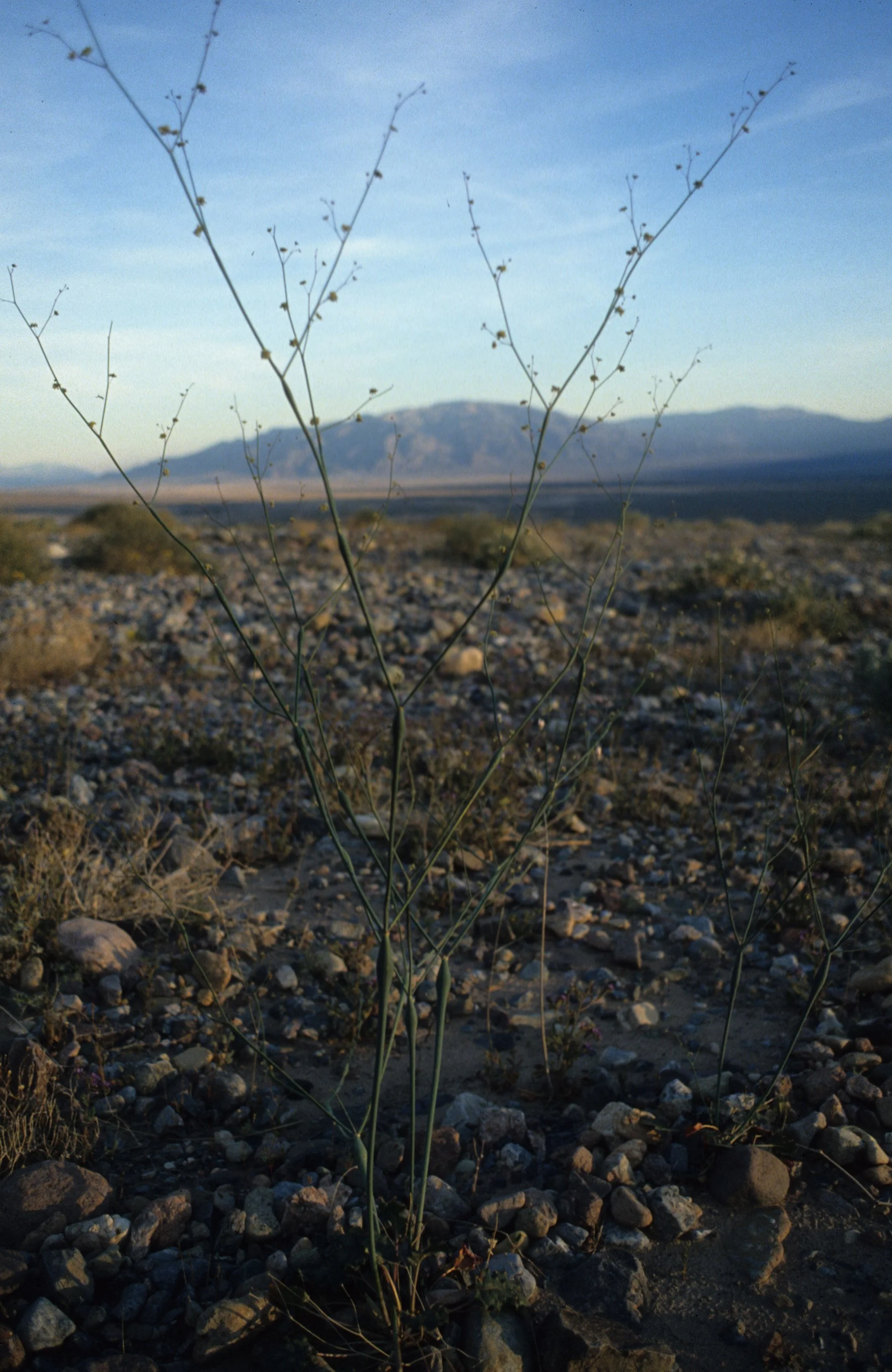 DEATH VALLEY - ERIOGONUM RACEMOSUM - REDROOT ERIOGONUM.jpg
