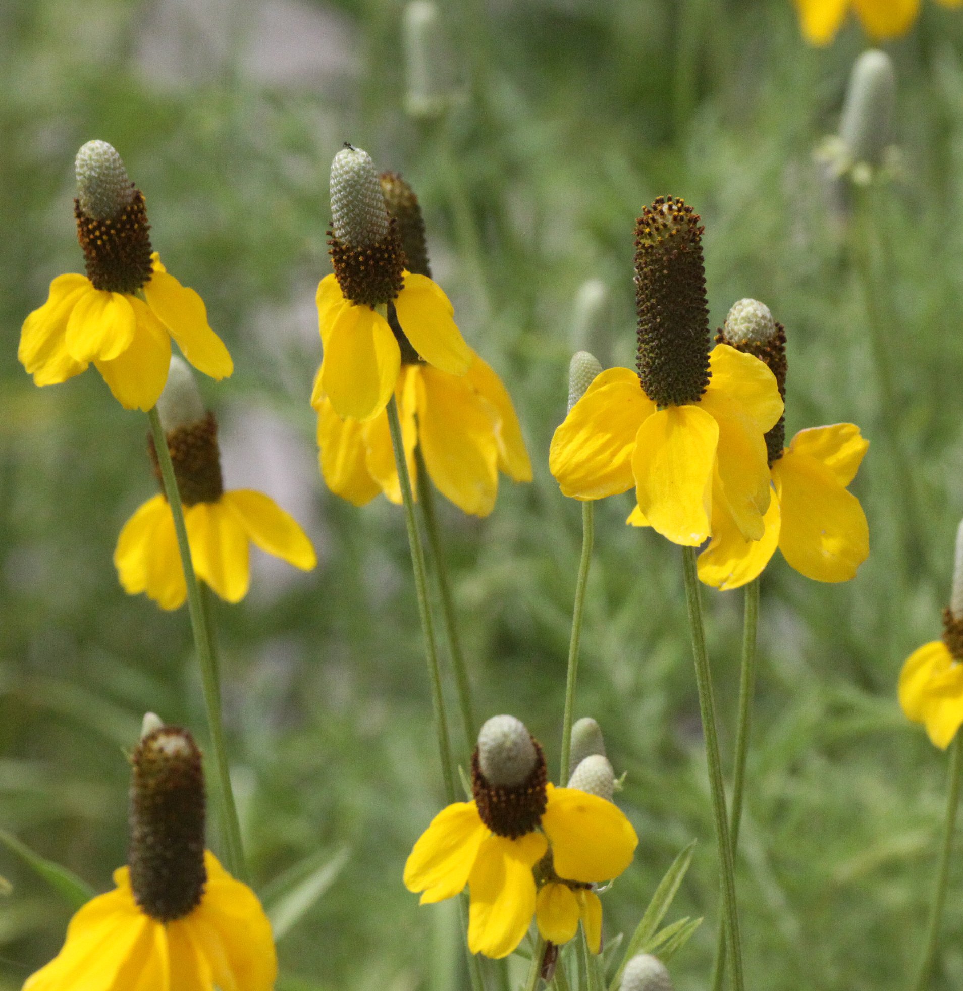 PLANT - SPECIES UNIDENTIFIED - DRIPPING SPRING NEW MEXICO (2).JPG