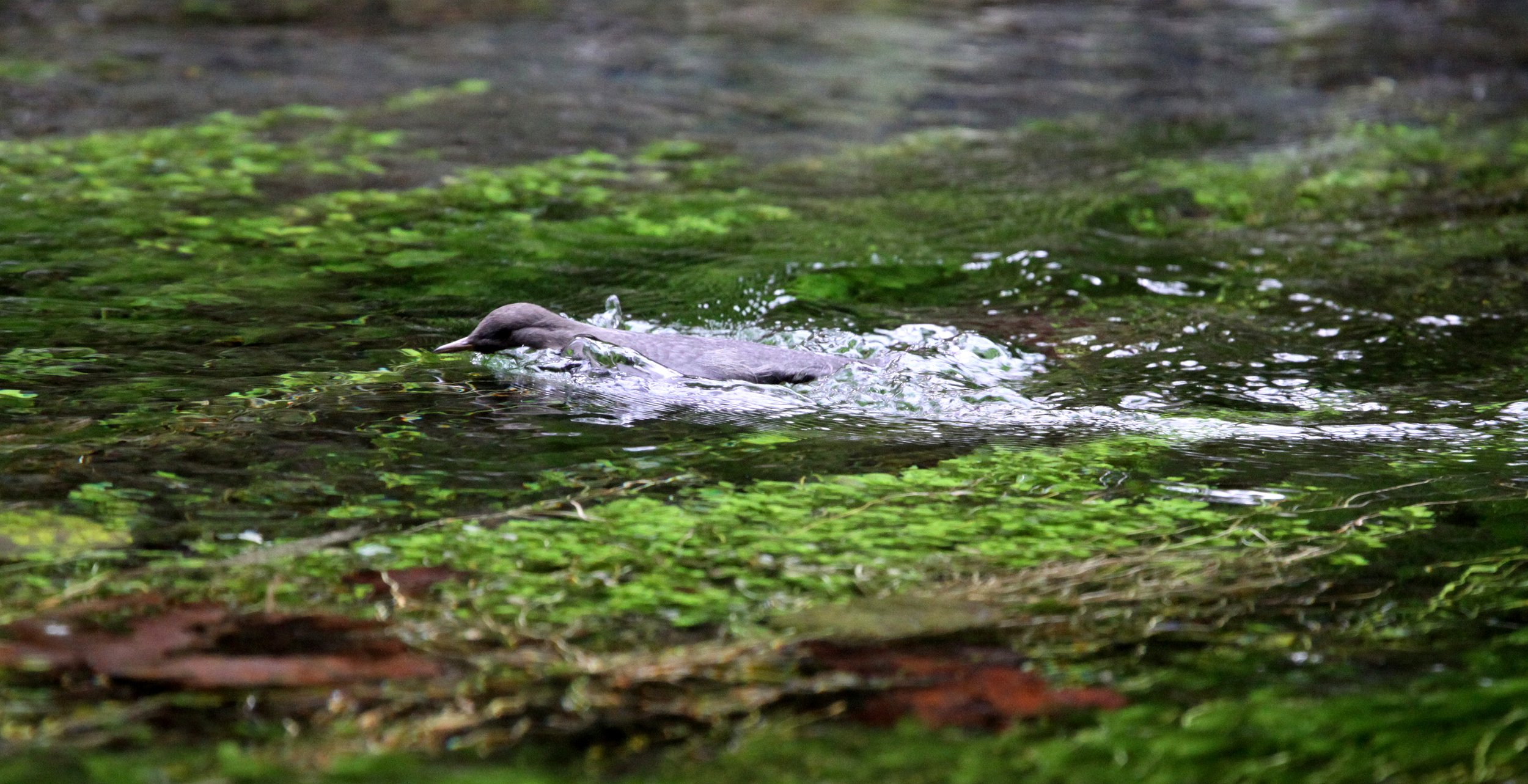 American dipper (Cinclus mexicanus) Hoh Rainforest Washington State (12).JPG