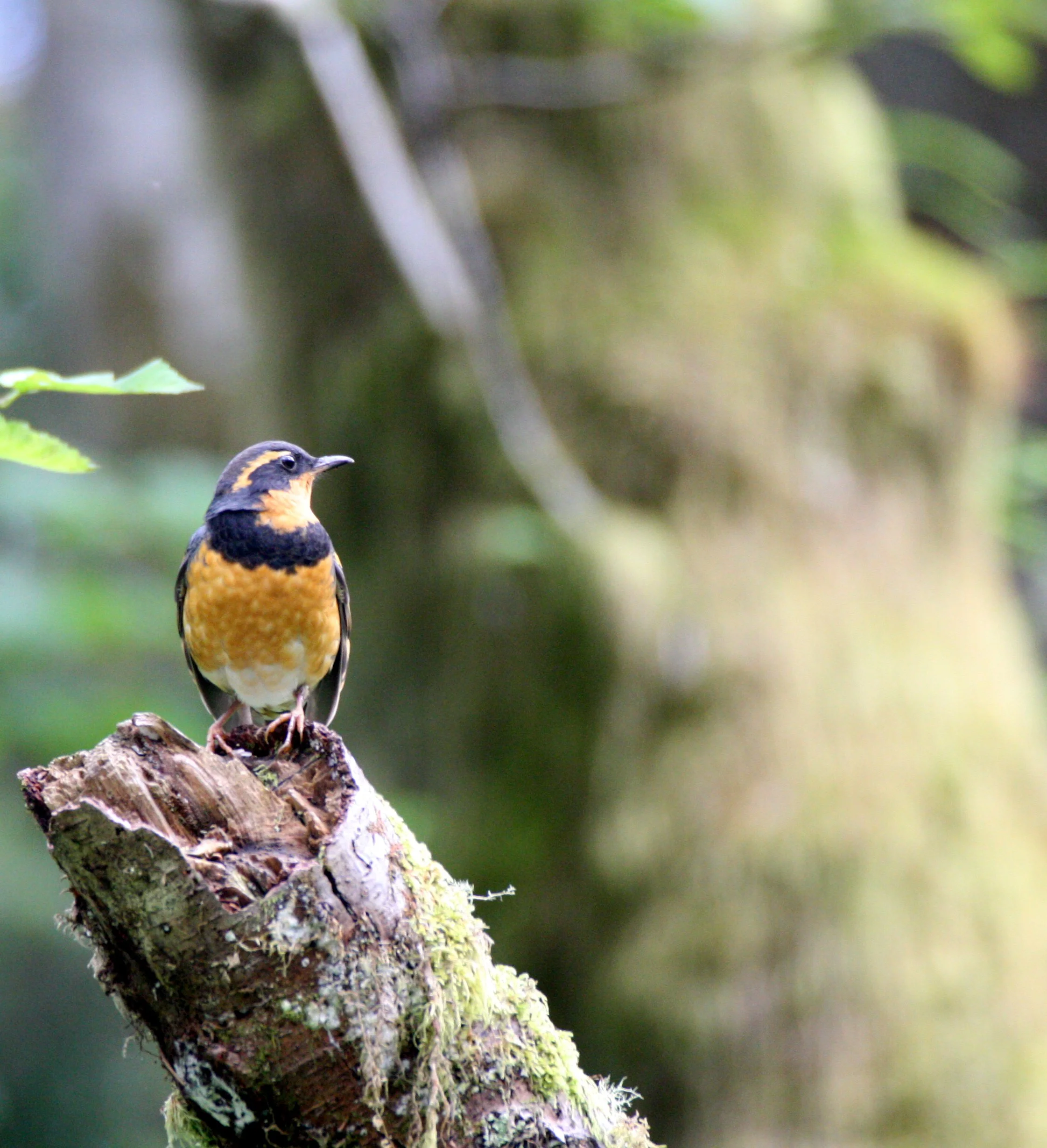 Varied Thrush (Ixoreus naevius) Pillar Point Strait of Juan de Fuca Washington (2).JPG