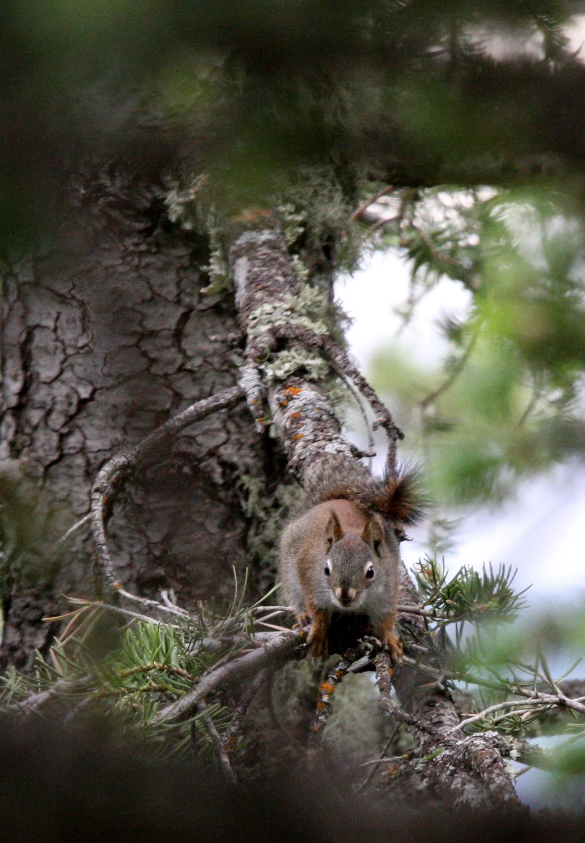 Tamiasciurus hudsonicus lychnuchus - SACRAMENTO MOUNTAINS RED SQUIRREL - SACRAMENTO MOUNTAINS NEW MEXICO (2).JPG