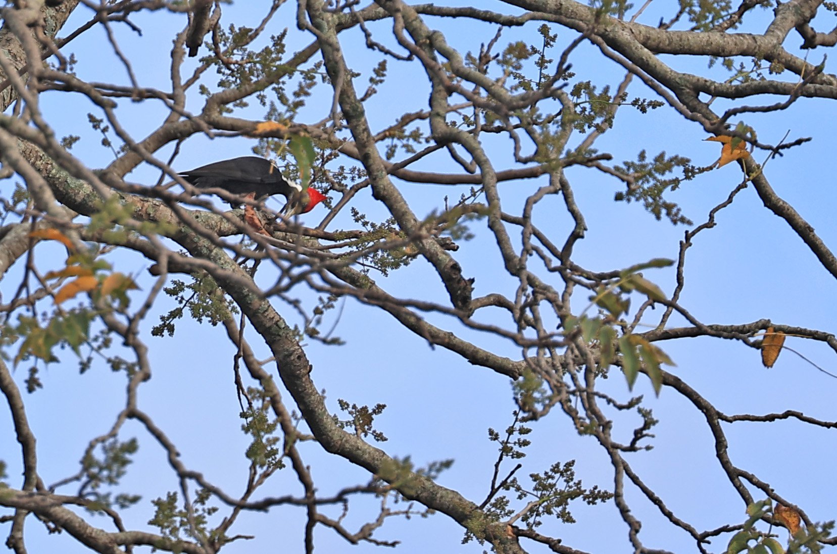 Black-bodied Woodpecker (Dryocopus schulzi) Selva Serena Natural Reserve (2).jpg