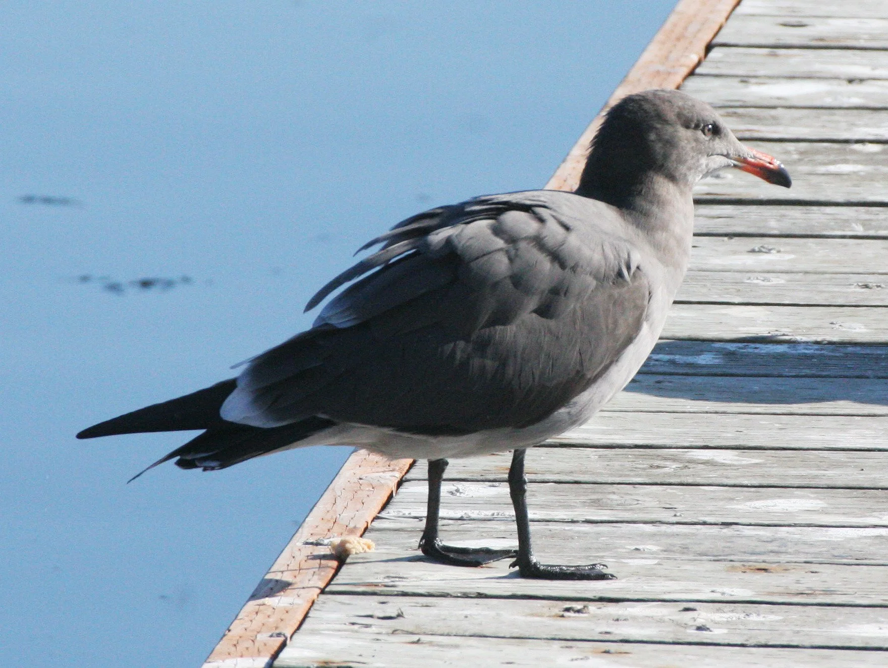 BIRD - GULL - HEERMANN'S GULL - PA HARBOR WA (6).JPG
