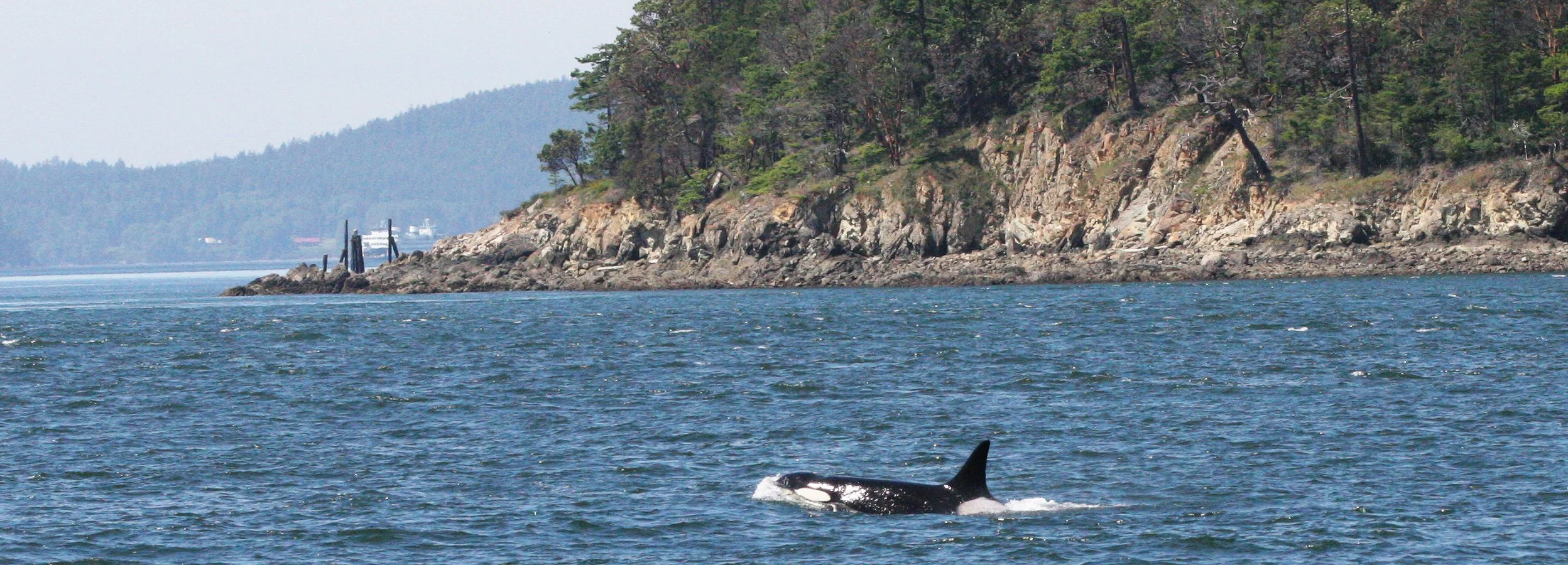 Orcinus orca - SOUTHERN RESIDENT KILLER WHALES (ORCA) - J POD IN ROSARIO STRAIT SAN JUAN ISLANDS WA (137).JPG