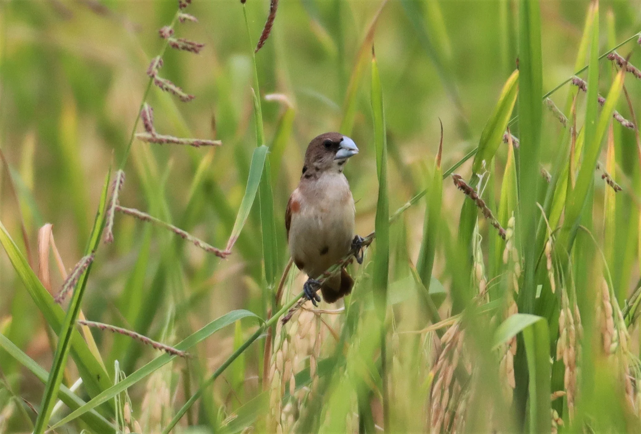 MUNIA - BLACK-HEADED MUNIA - Lonchura malacca - LAD KRABANG  THAP YAO RICE FIELDS AUGUST 14 2021 (1).jpg