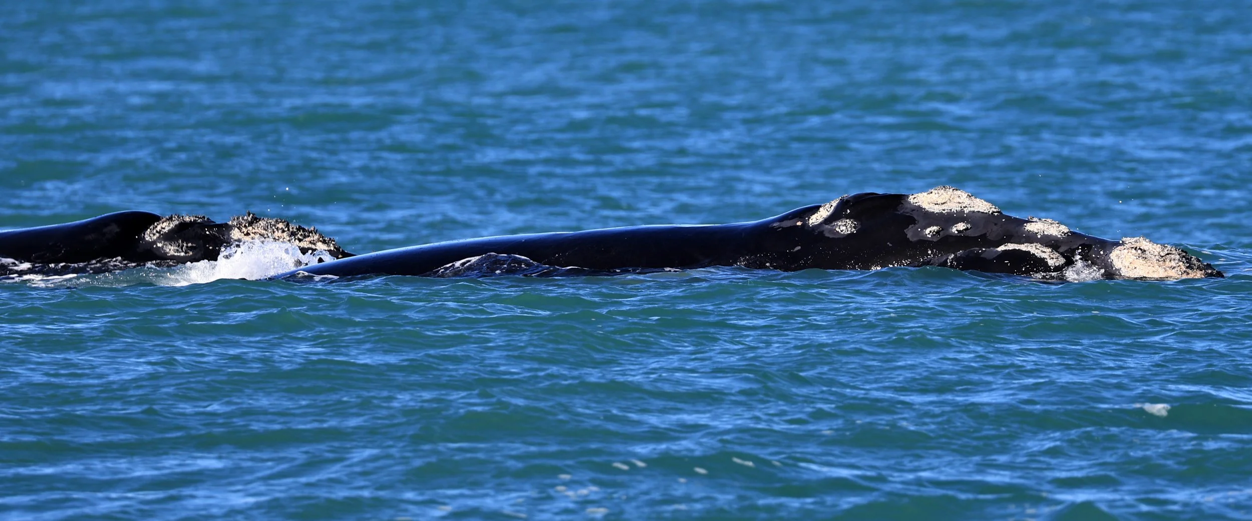 Southern Right Whale (Eubalaena australis) Puerto Rawson Argentina (12).jpg