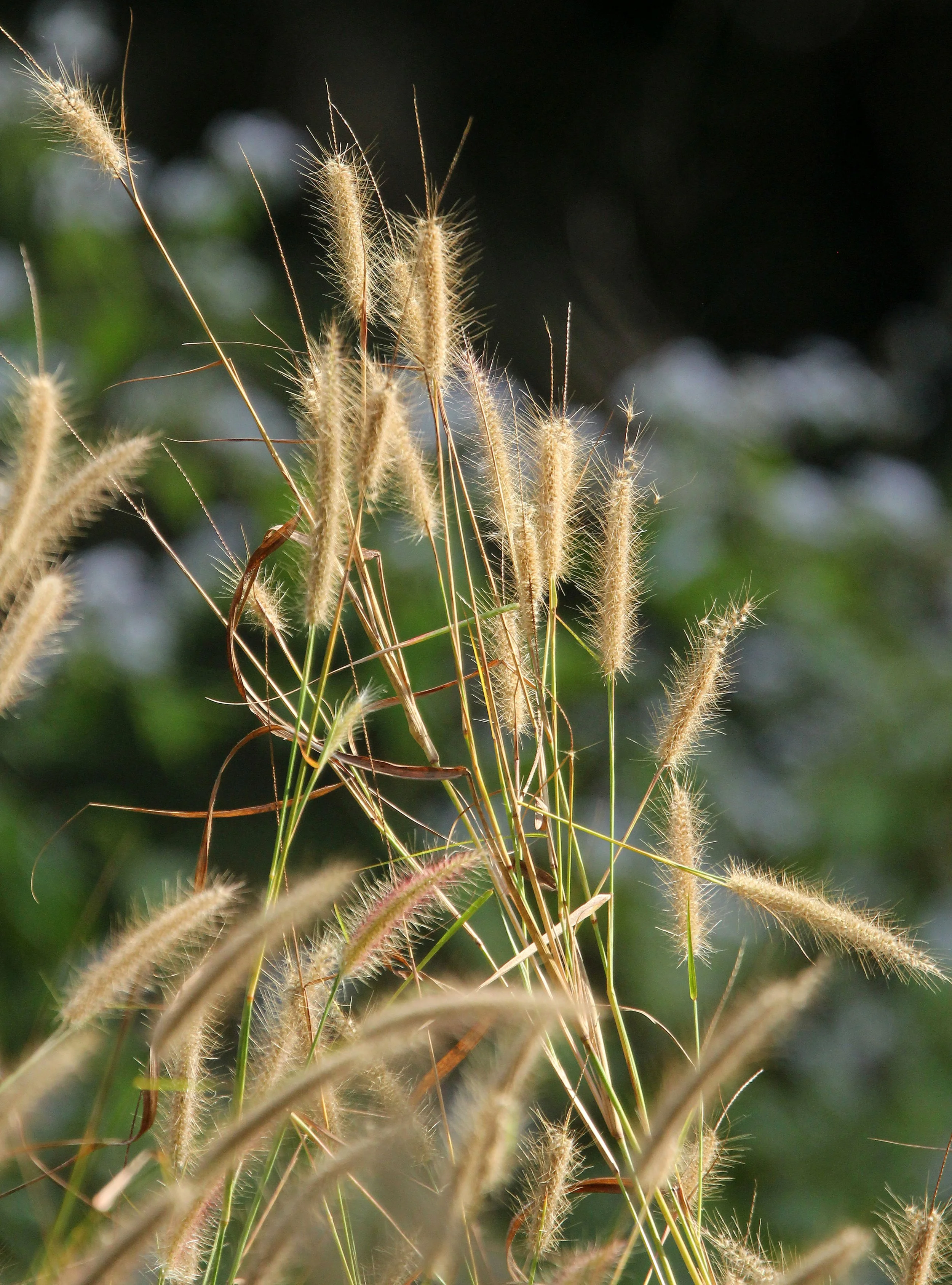 2014 Huai Kha Khaeng Bruce Kekule Trip (222).JPG