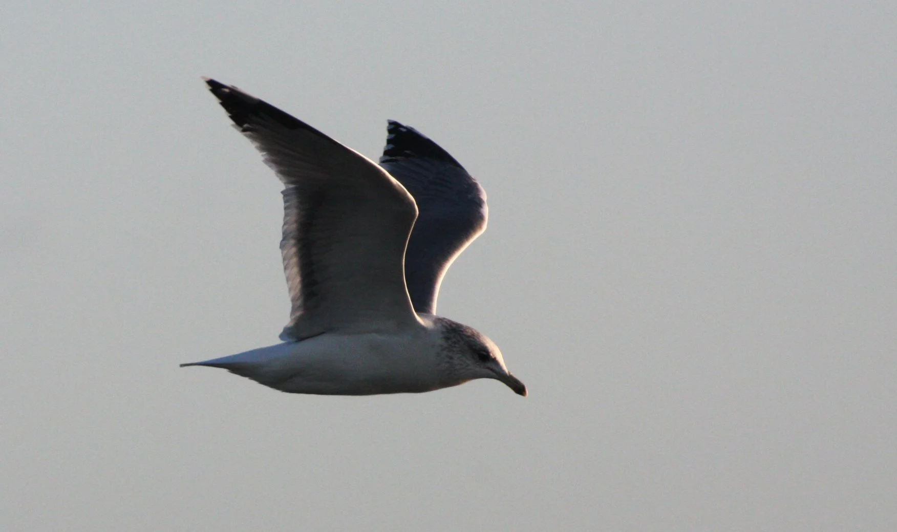 BIRD - GULL - GLAUCOUS WINGED NONBREEDING ADULT - MAYBE HYBRID - ELLIOTT BAY SEATTLE.JPG