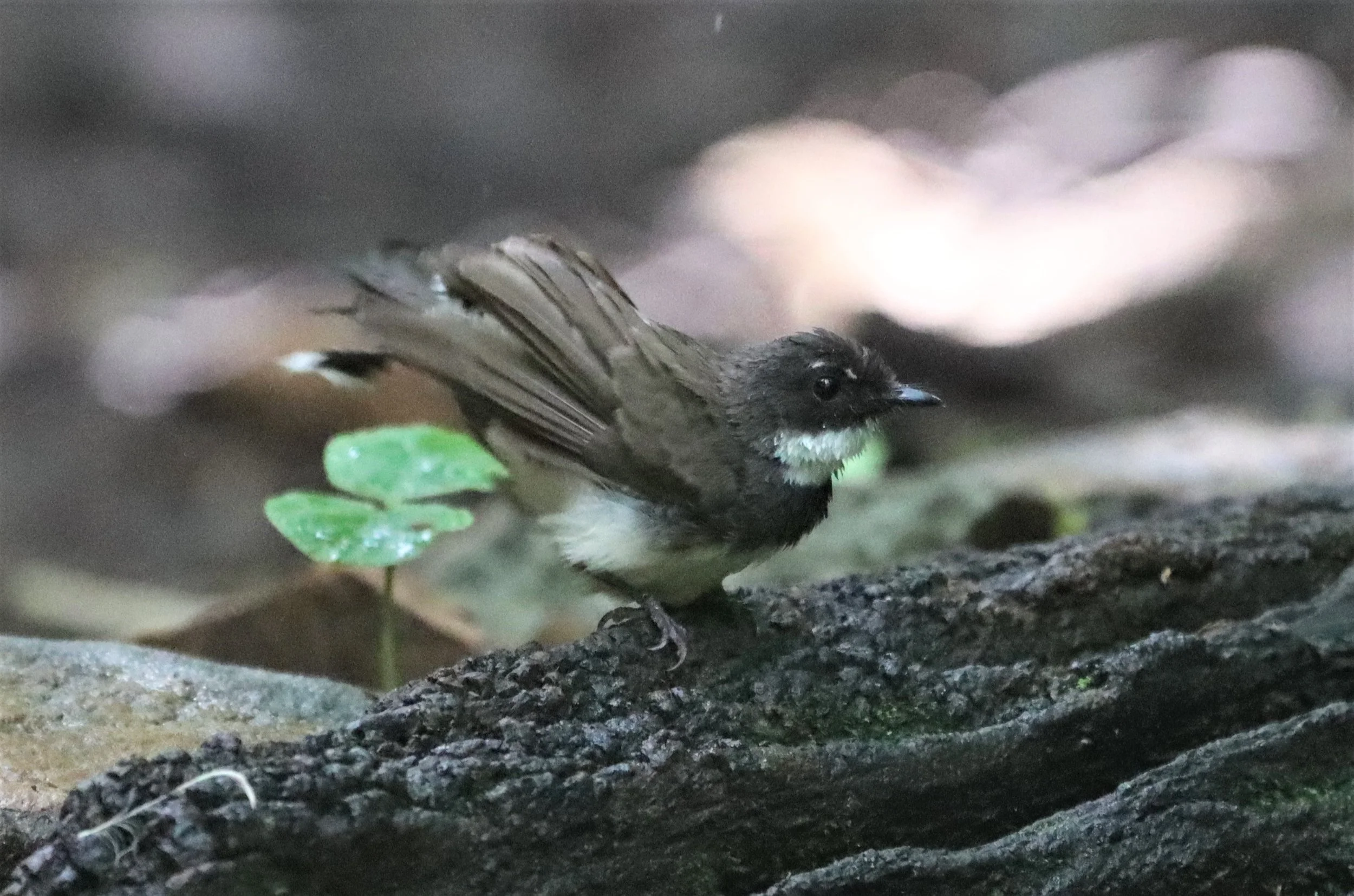 FANTAIL - PIED FANTAIL -Rhipidura javanica - KAENG KRACHAN LUNG SIN HIDE (8).jpg