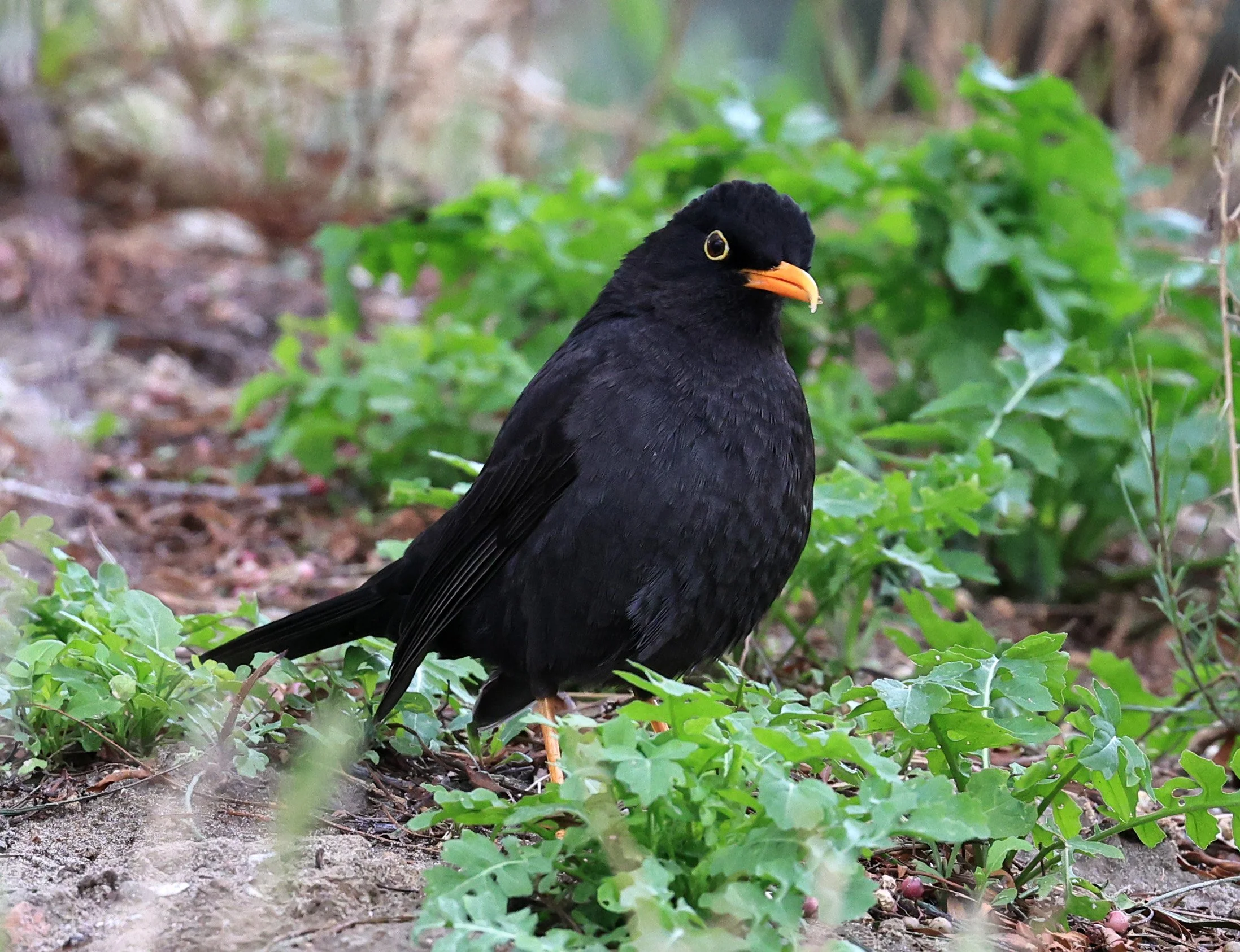 Chiguanco thrush (Turdus chiguanco) Puerto Pyramides, Valdes Peninsula, Chubut Province, Argentina (14).jpg