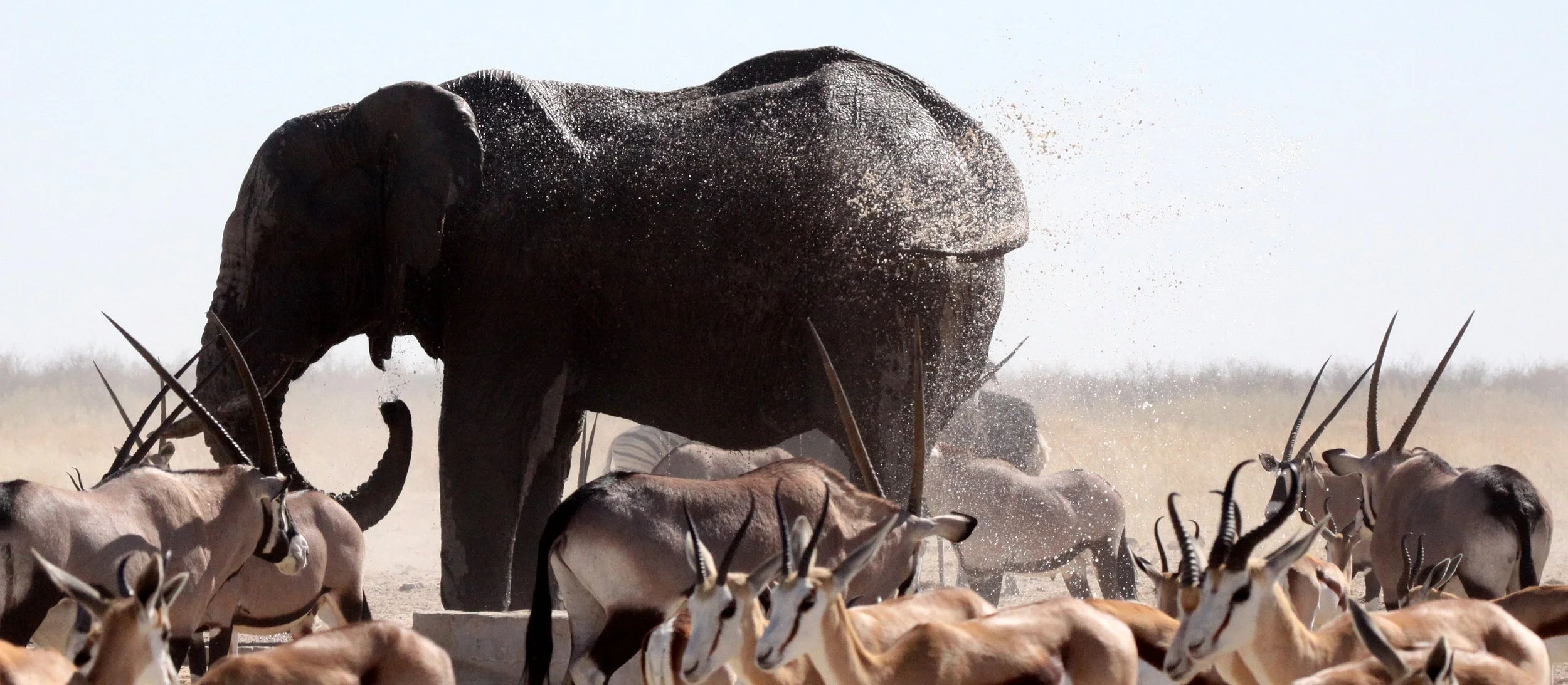 ELEPHANT - AFRICAN ELEPHANT - ETOSHA NATIONAL PARK NAMIBIA (49).JPG