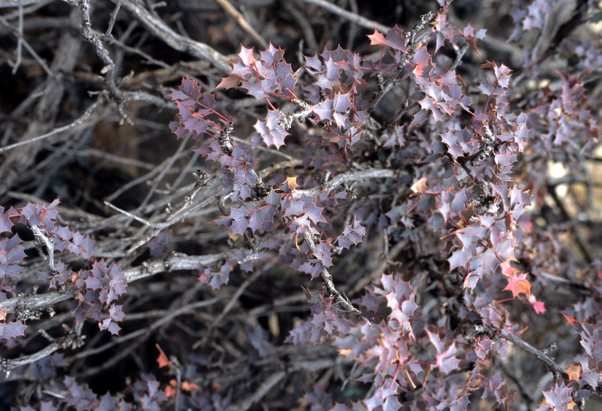 UTAH - CANYONLANDS NP - PLANT SPECIES A.jpg